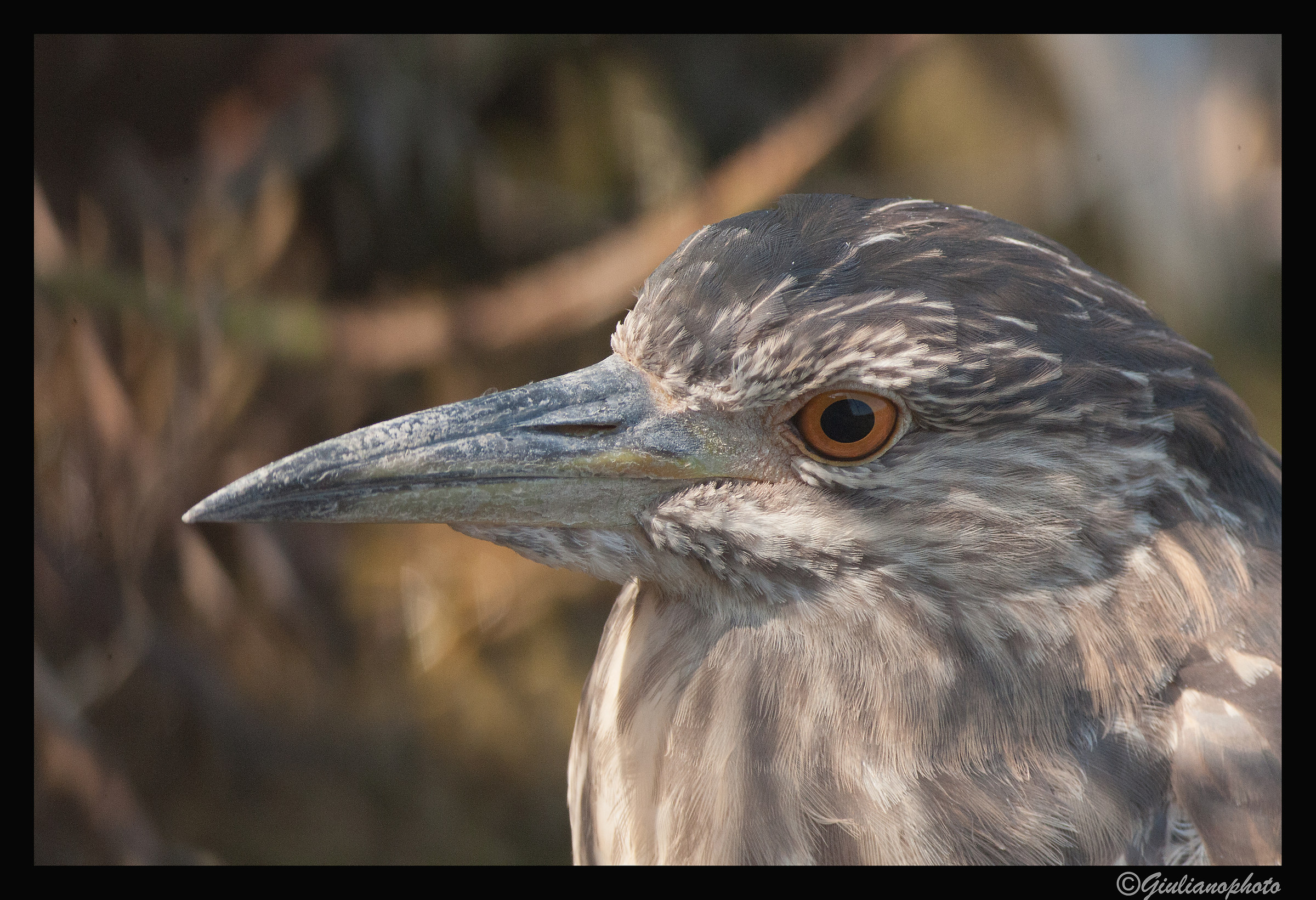 Young night heron...