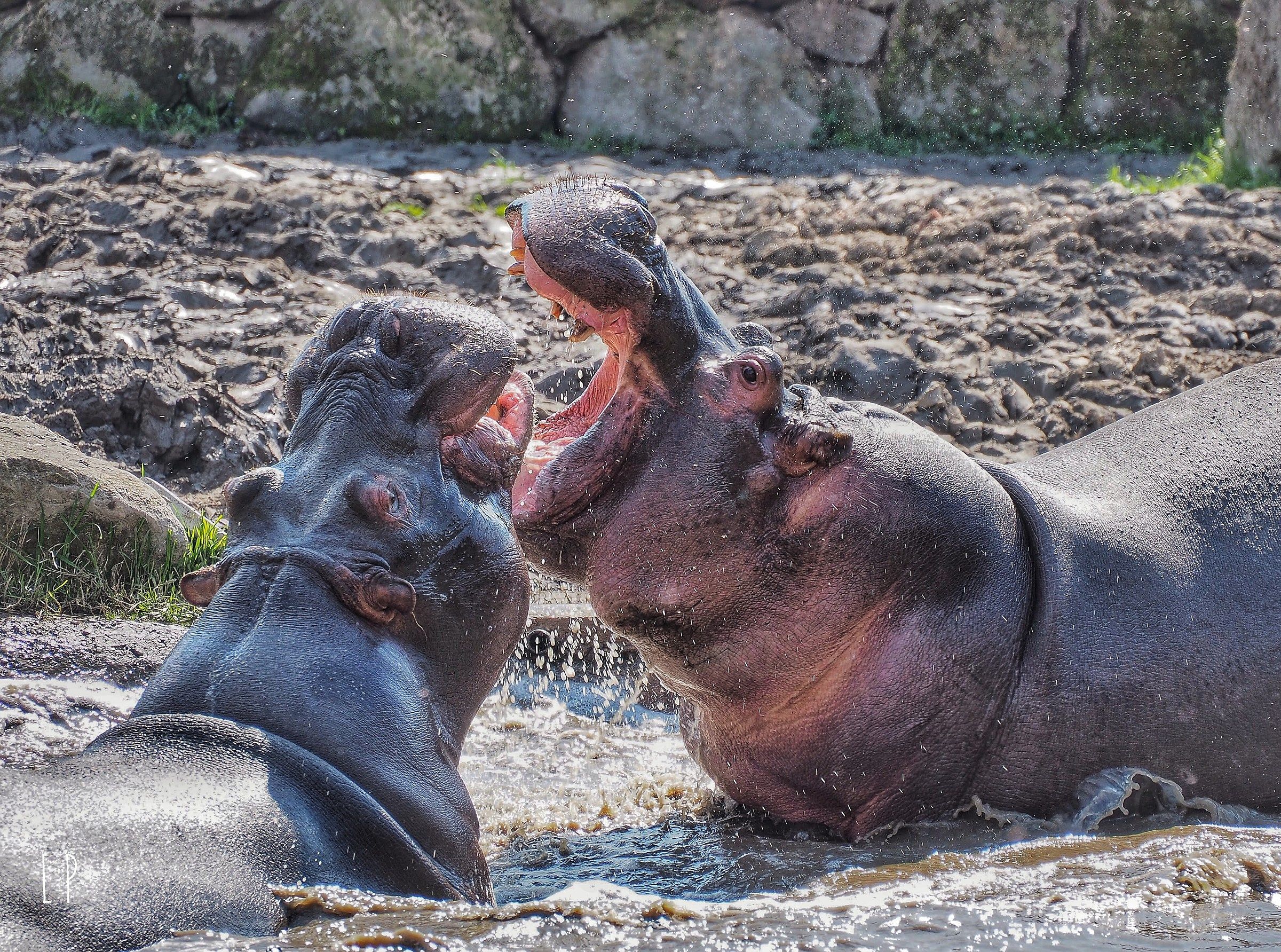 Wildlife Park Valcorba (Rovigo)...