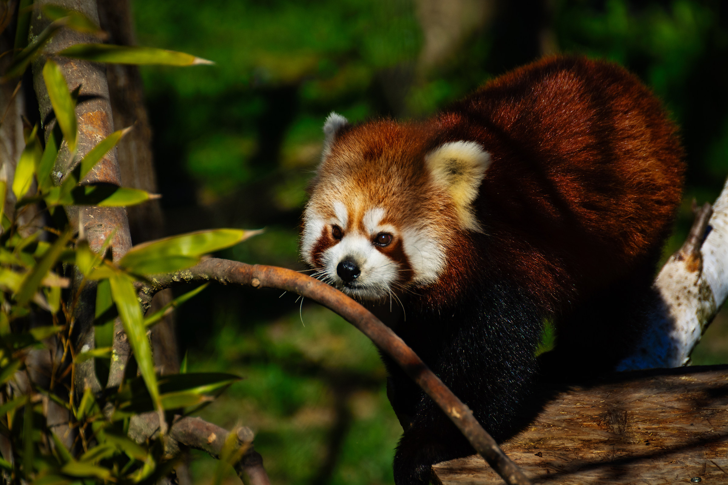 Panda minore (Ailurus Fulgens)...