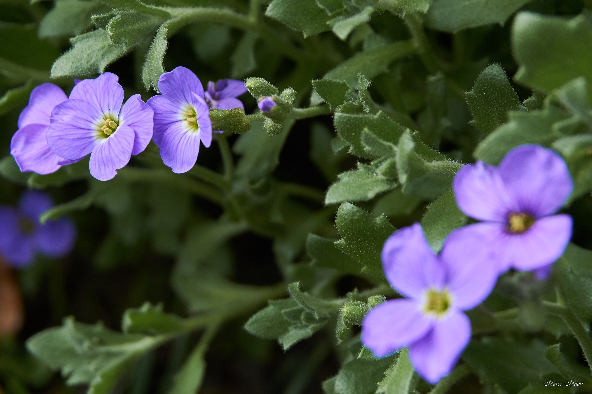 Unknown flower...