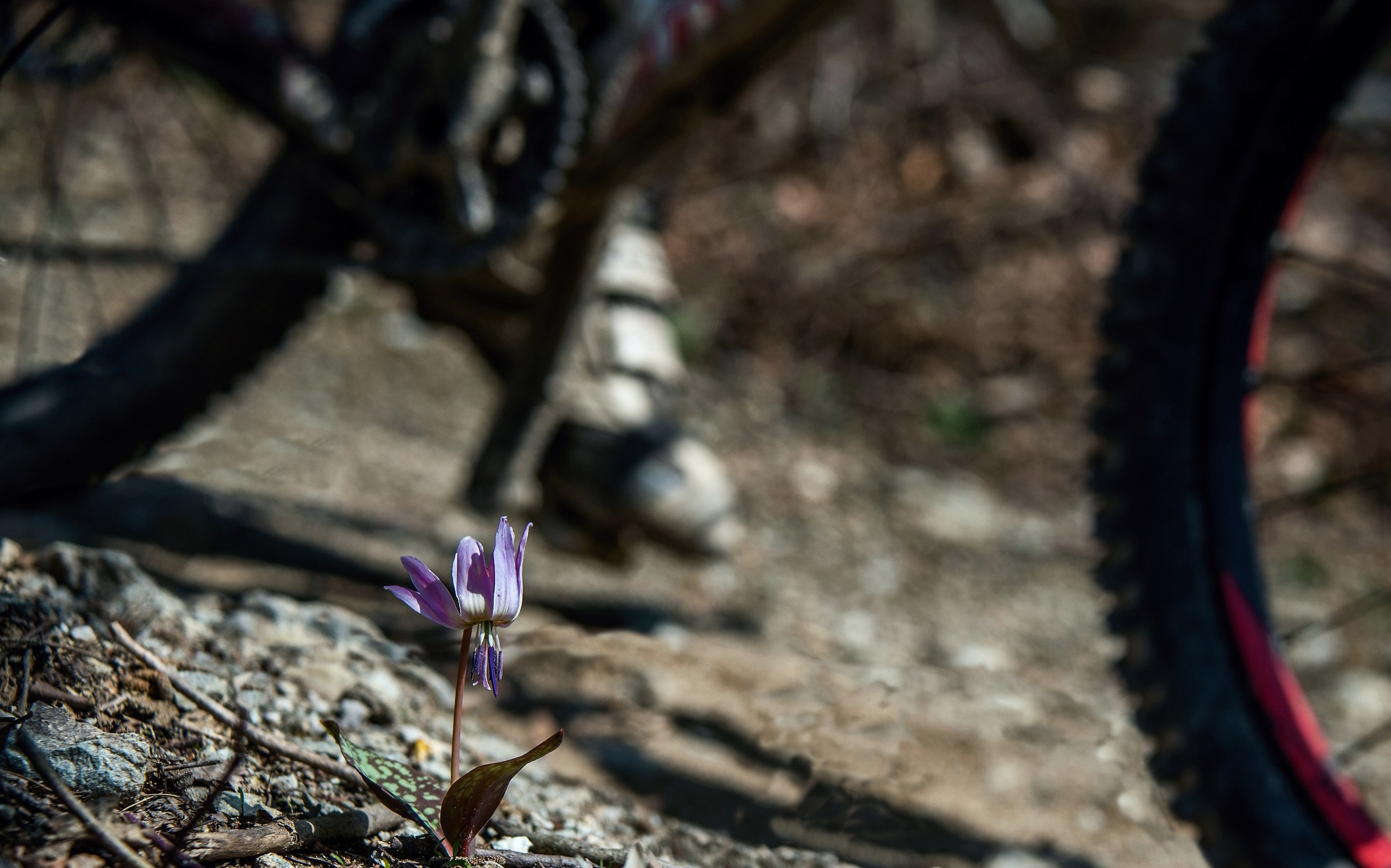 Il fiore e la mountain-bike...
