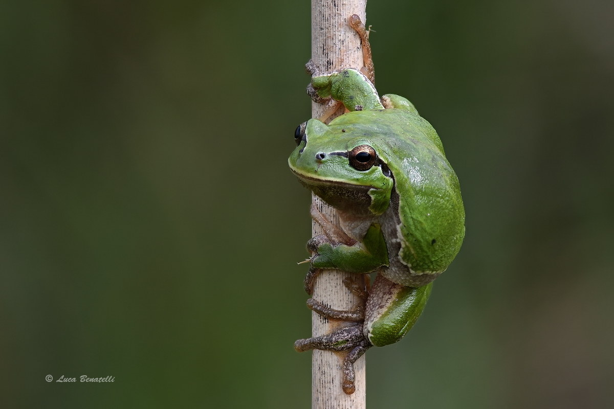 Tree frog...