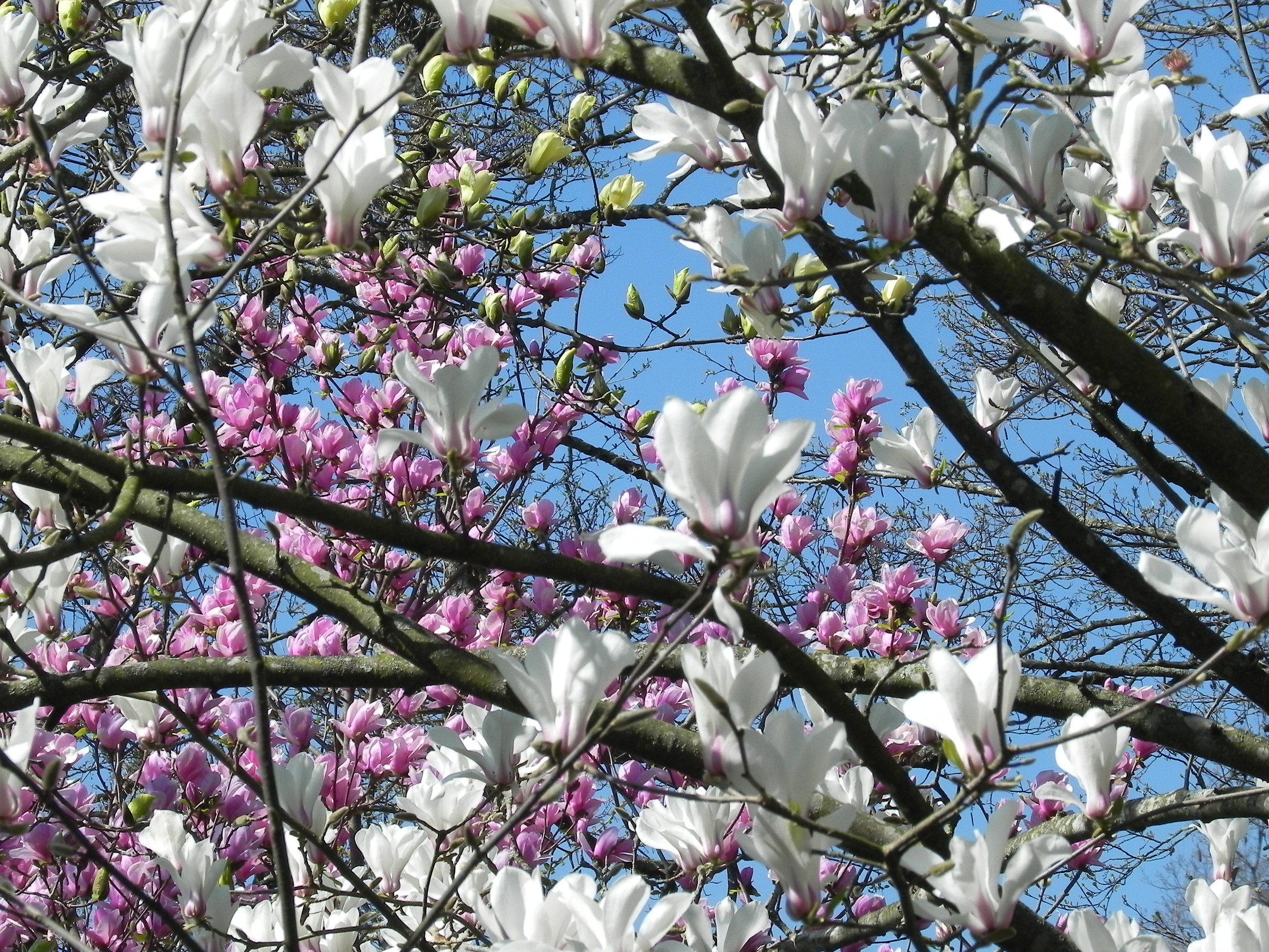 Ton of magnolia blossoms...