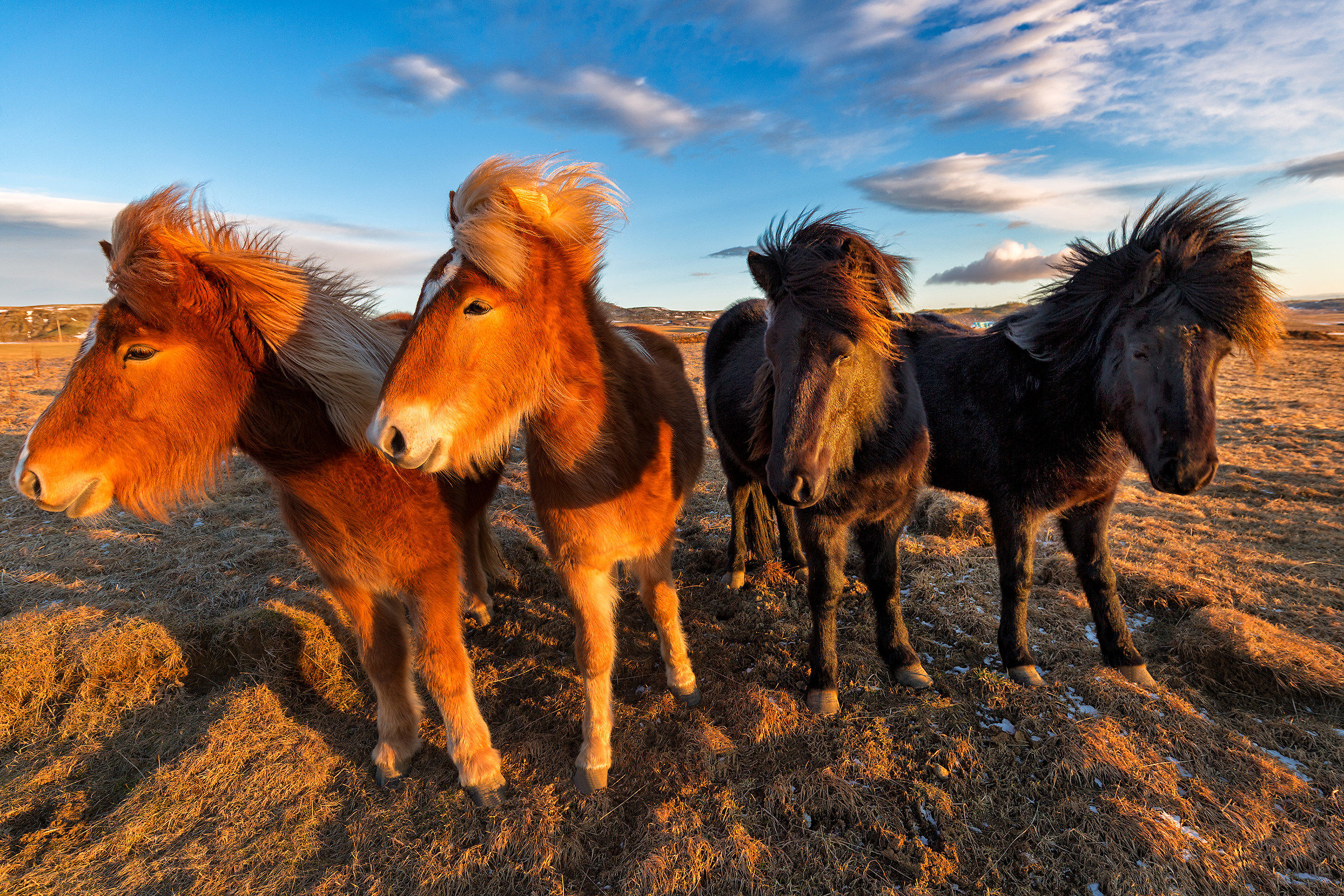 Icelandic Horses...