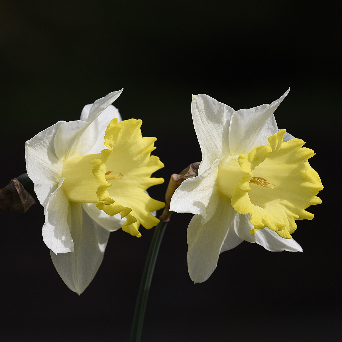 daffodils in the garden...