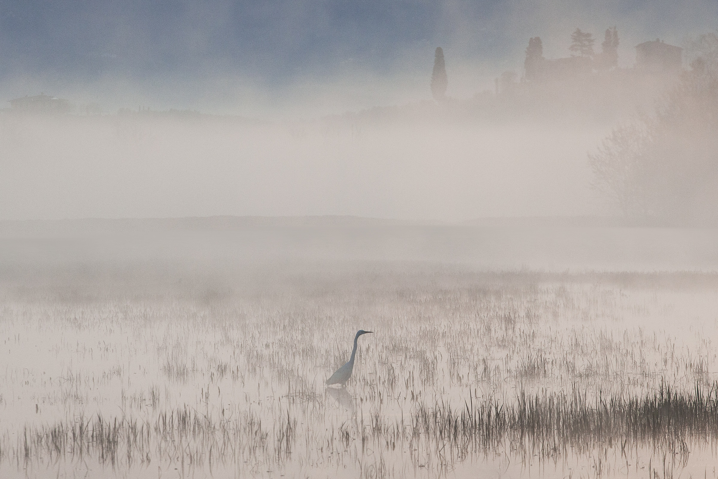 Fucecchio marshes at dawn...