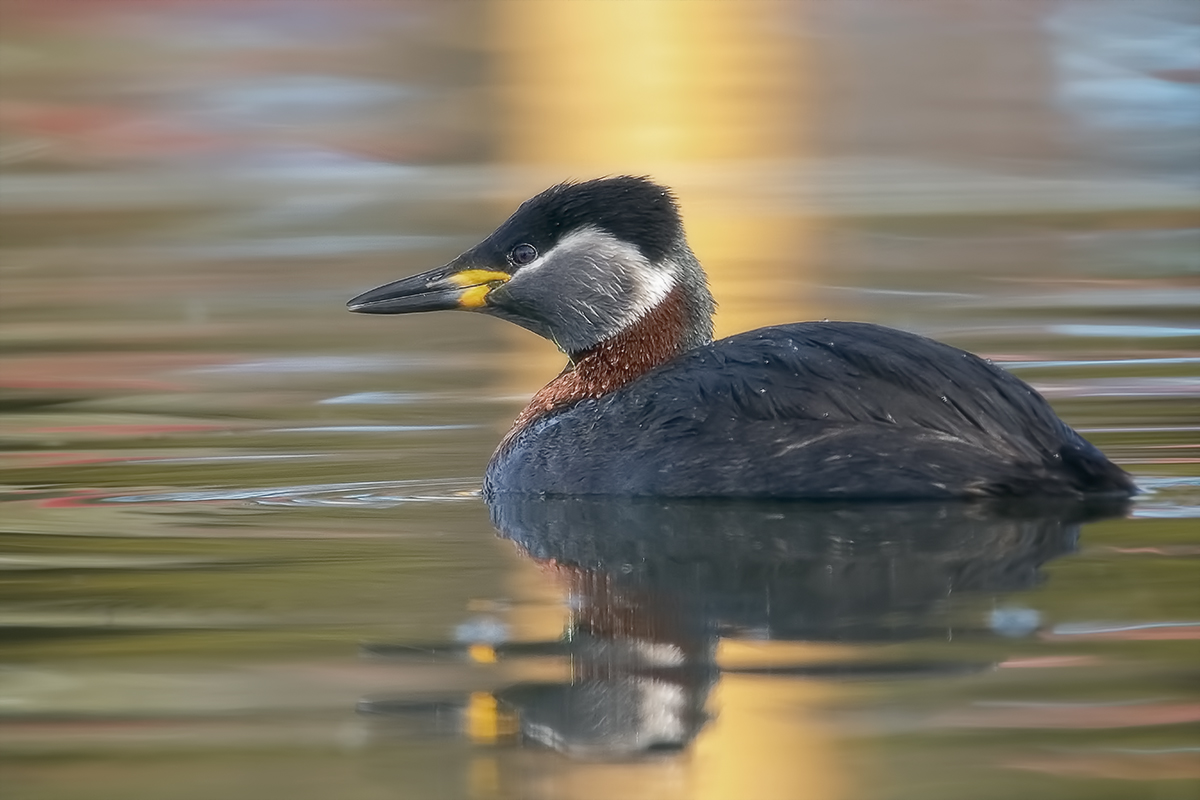 Red-necked grebe...