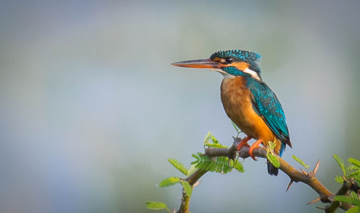 Common Kingfisher...