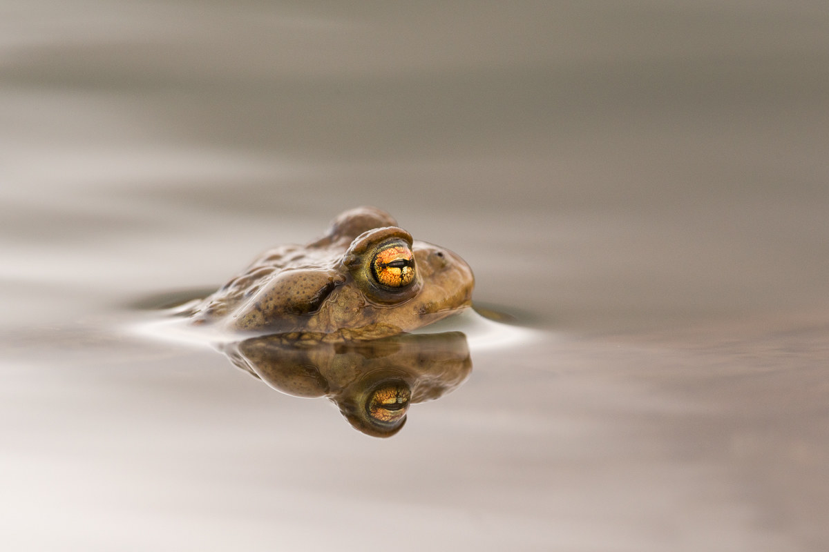 Portrait of common toad above the water ......