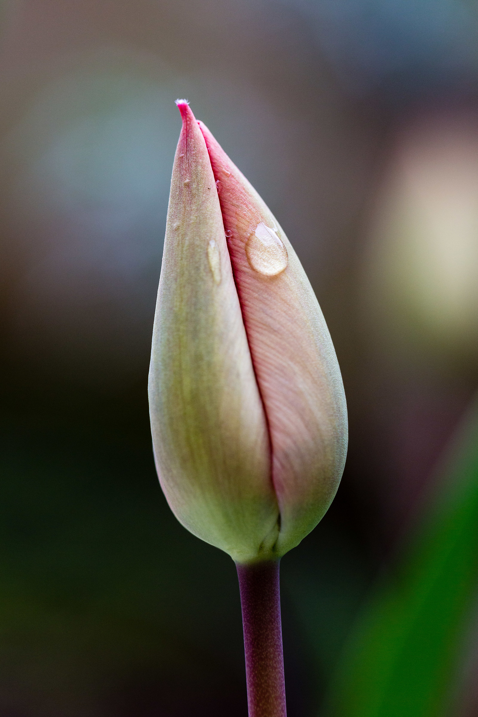 Tulip-bud...
