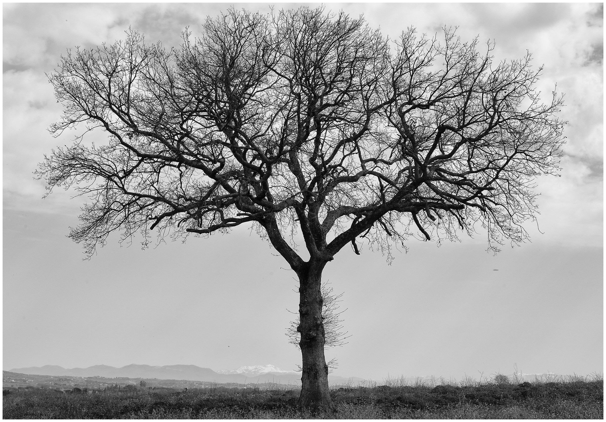 Lone Tree ......