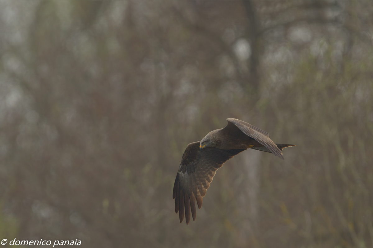 black kite...