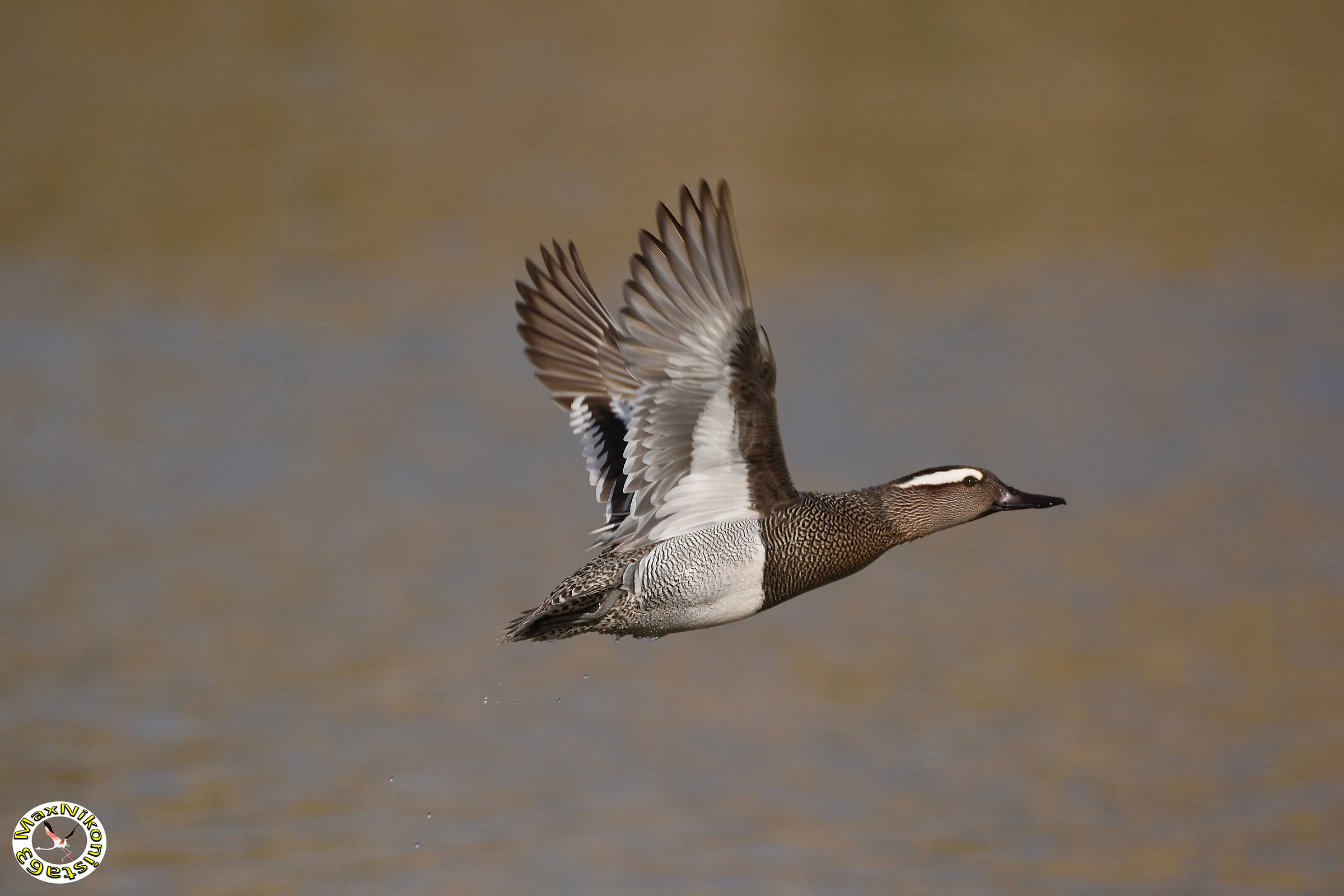 Blue-winged teal flying...