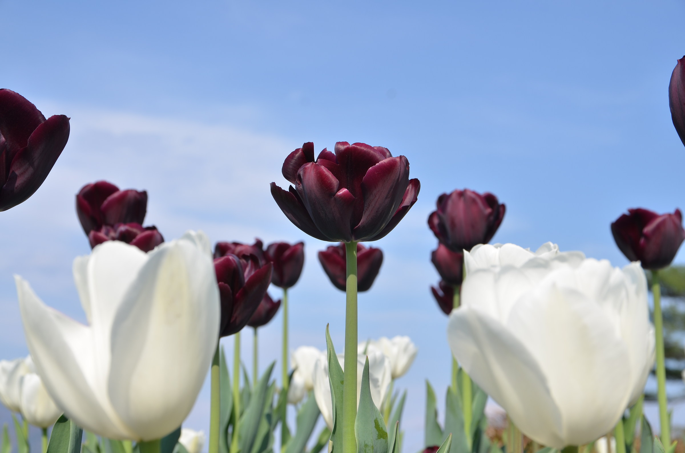 Tulipano nero tra i bianchi...