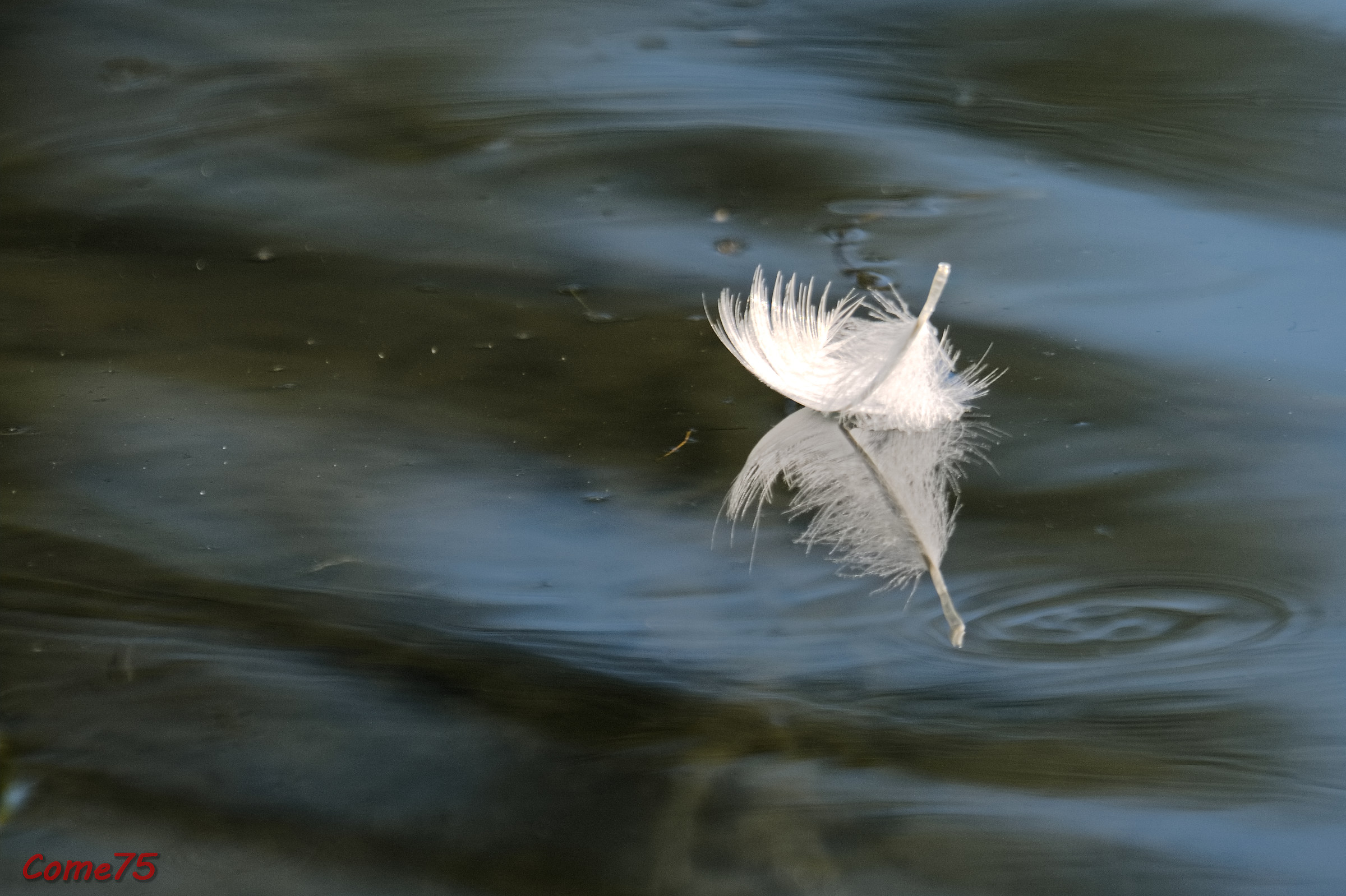 The feather on & #39; water...