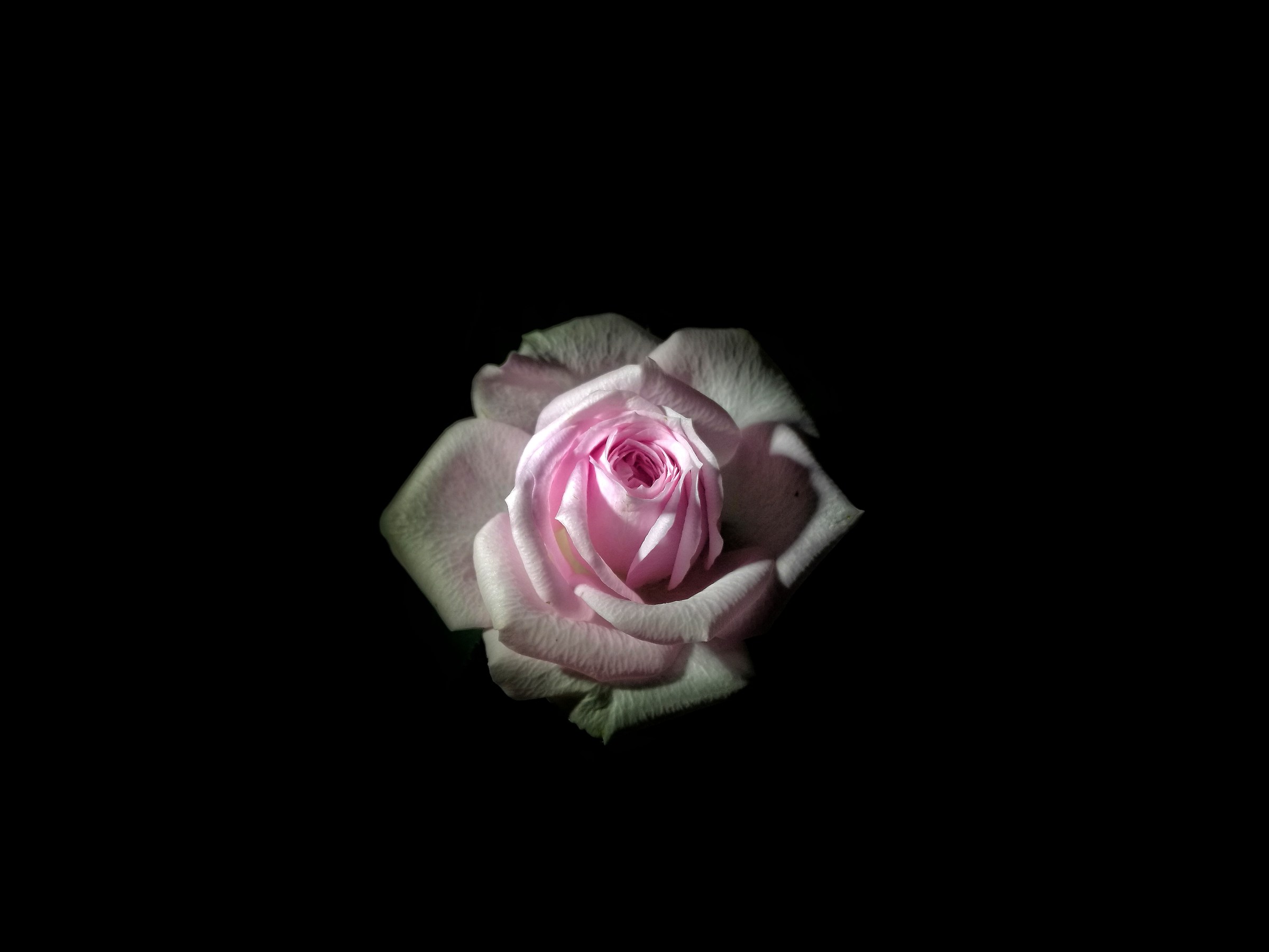 Untitled Photo...