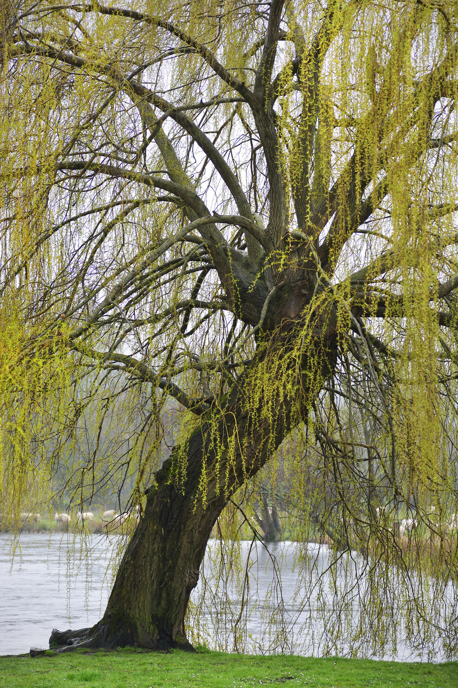 In the Rain - The English Willow (with Sheep)...