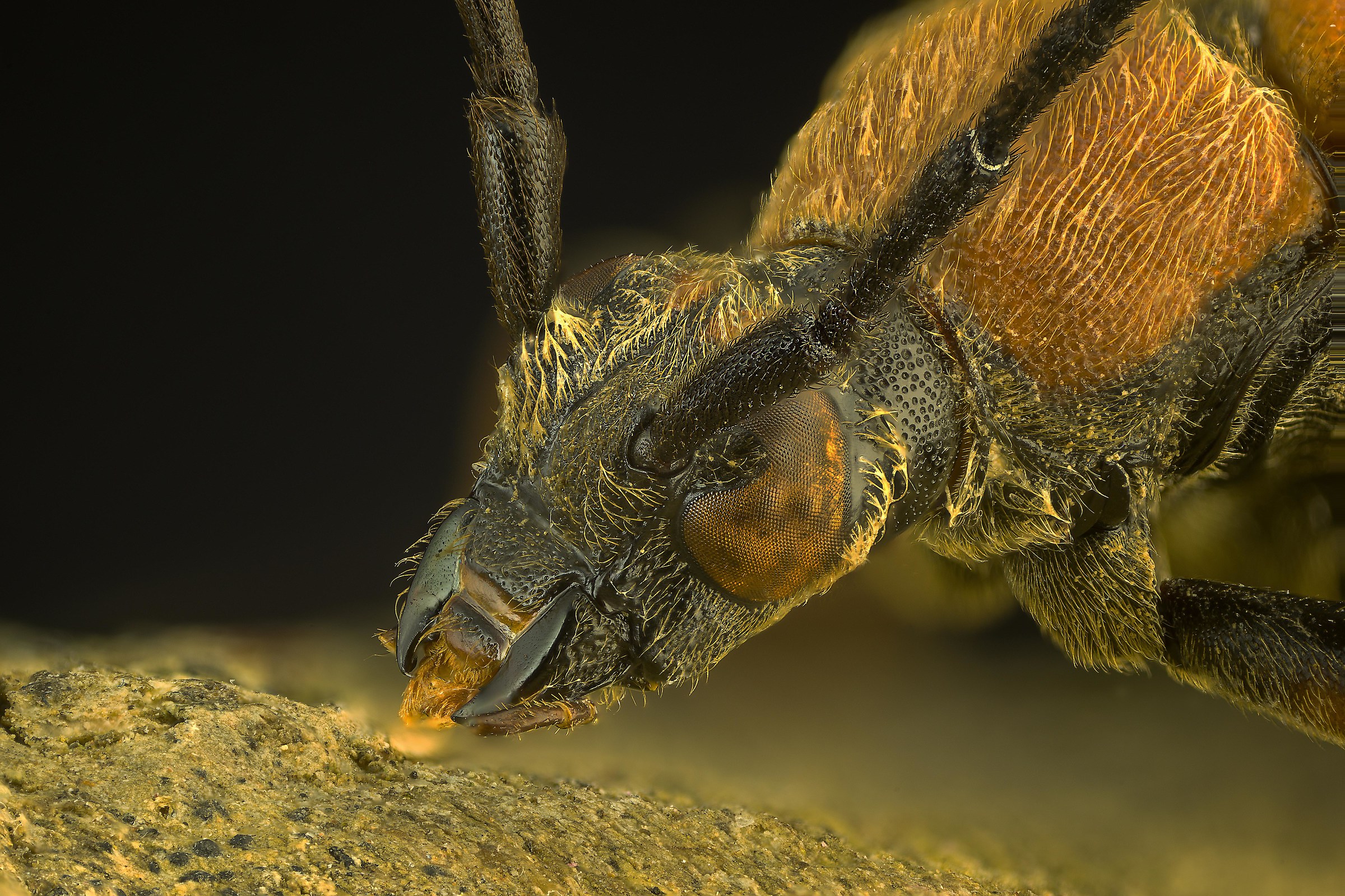 Stictoleptura rubra Cerambycidae ♀ Testa...