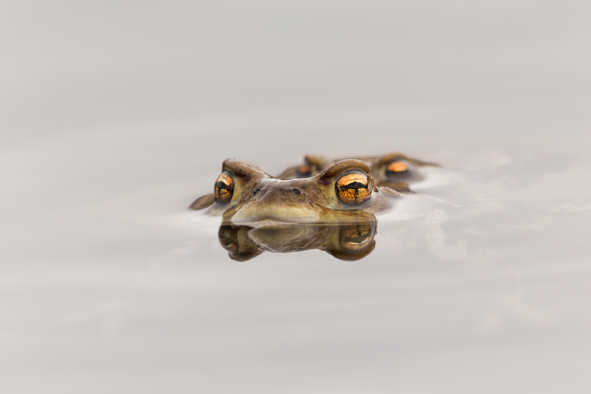 Common toad mating surface of the water....