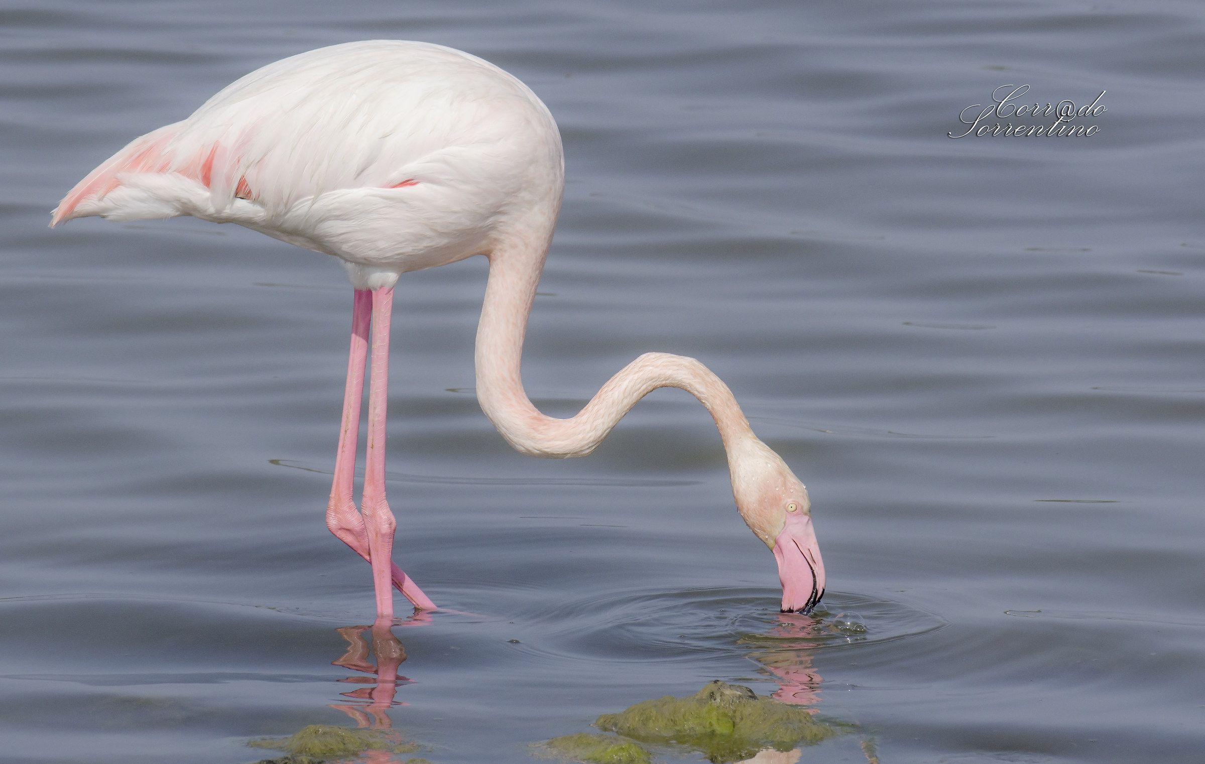 Flamingo...