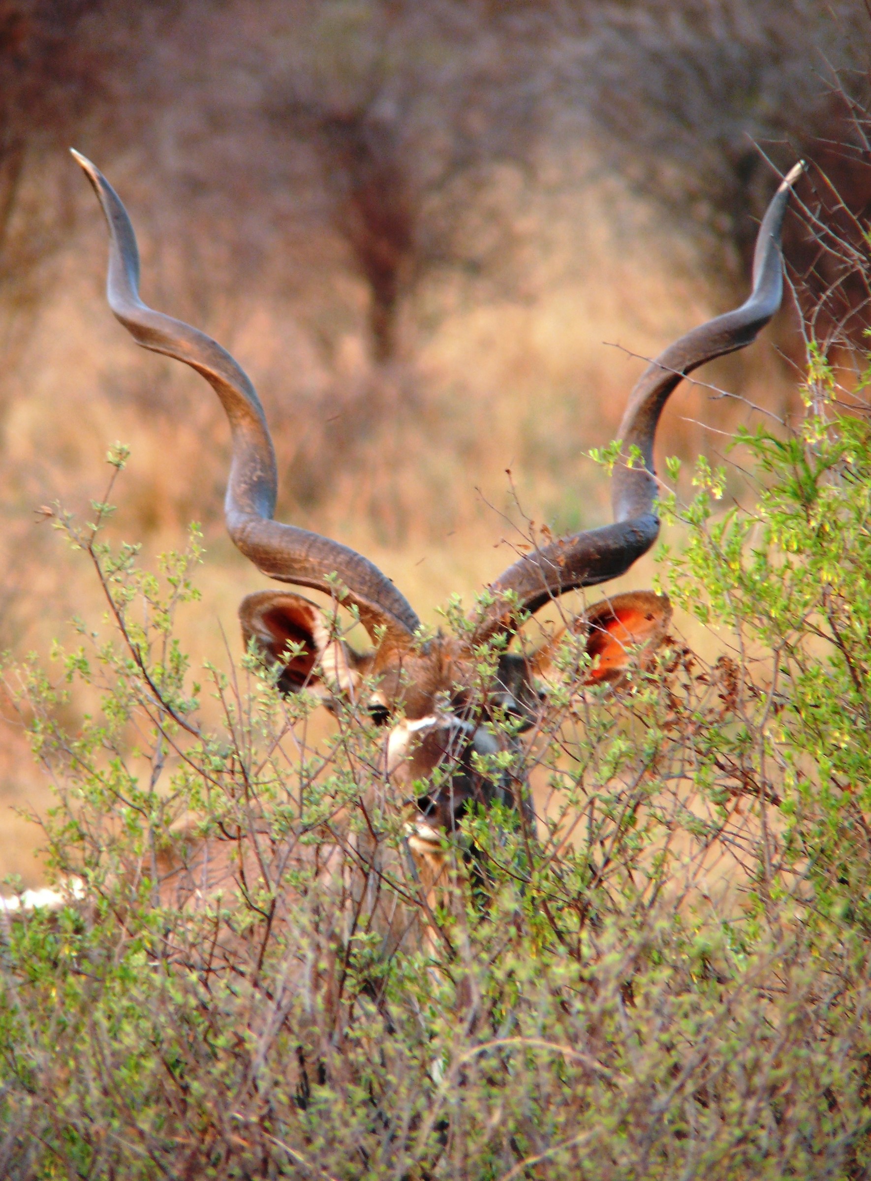 Greater Kudu...