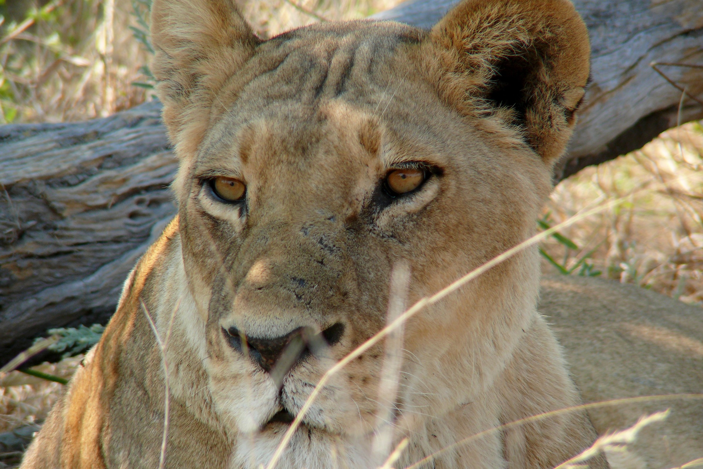 The pride of the lioness...