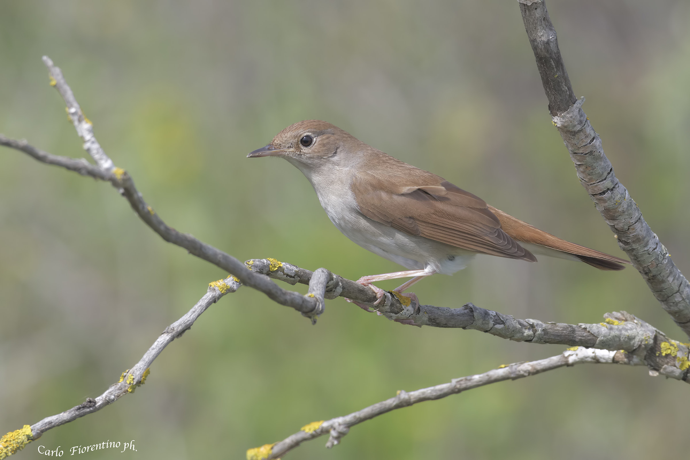 Nightingale common...