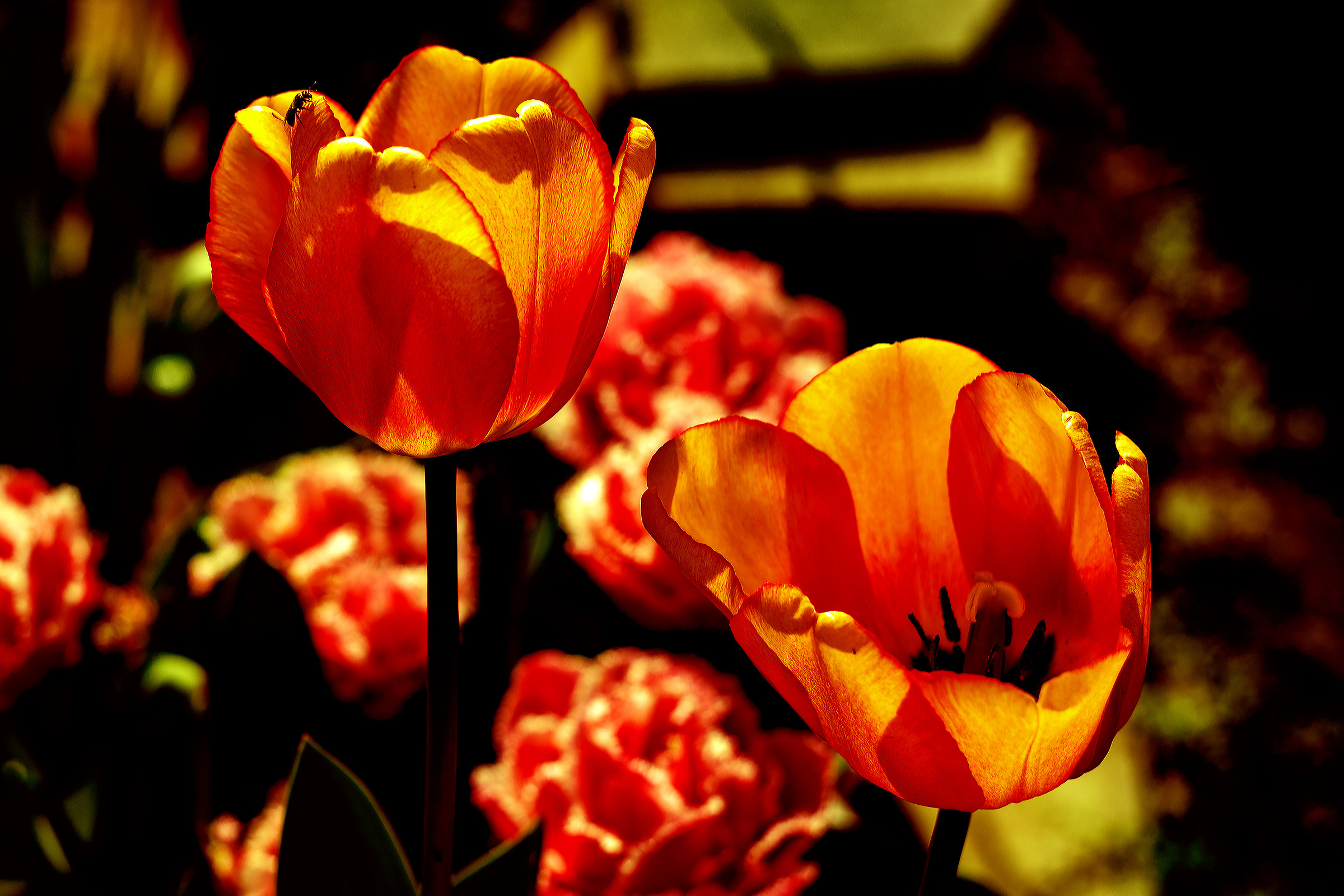 Tulipani con presenza...