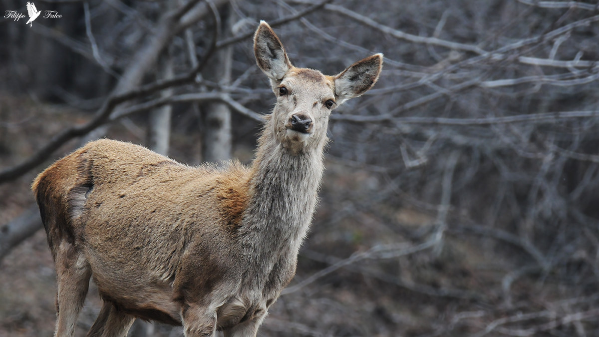 Female Deer...