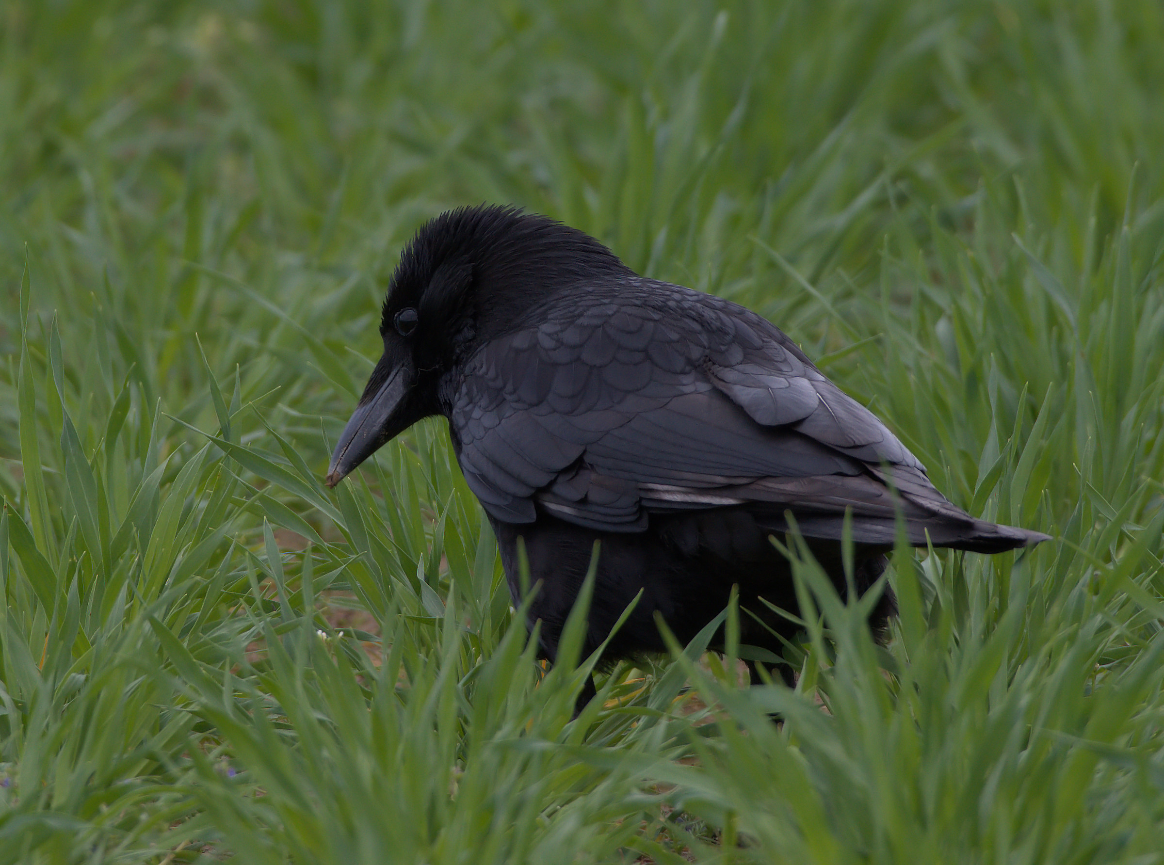 Carrion Crow...