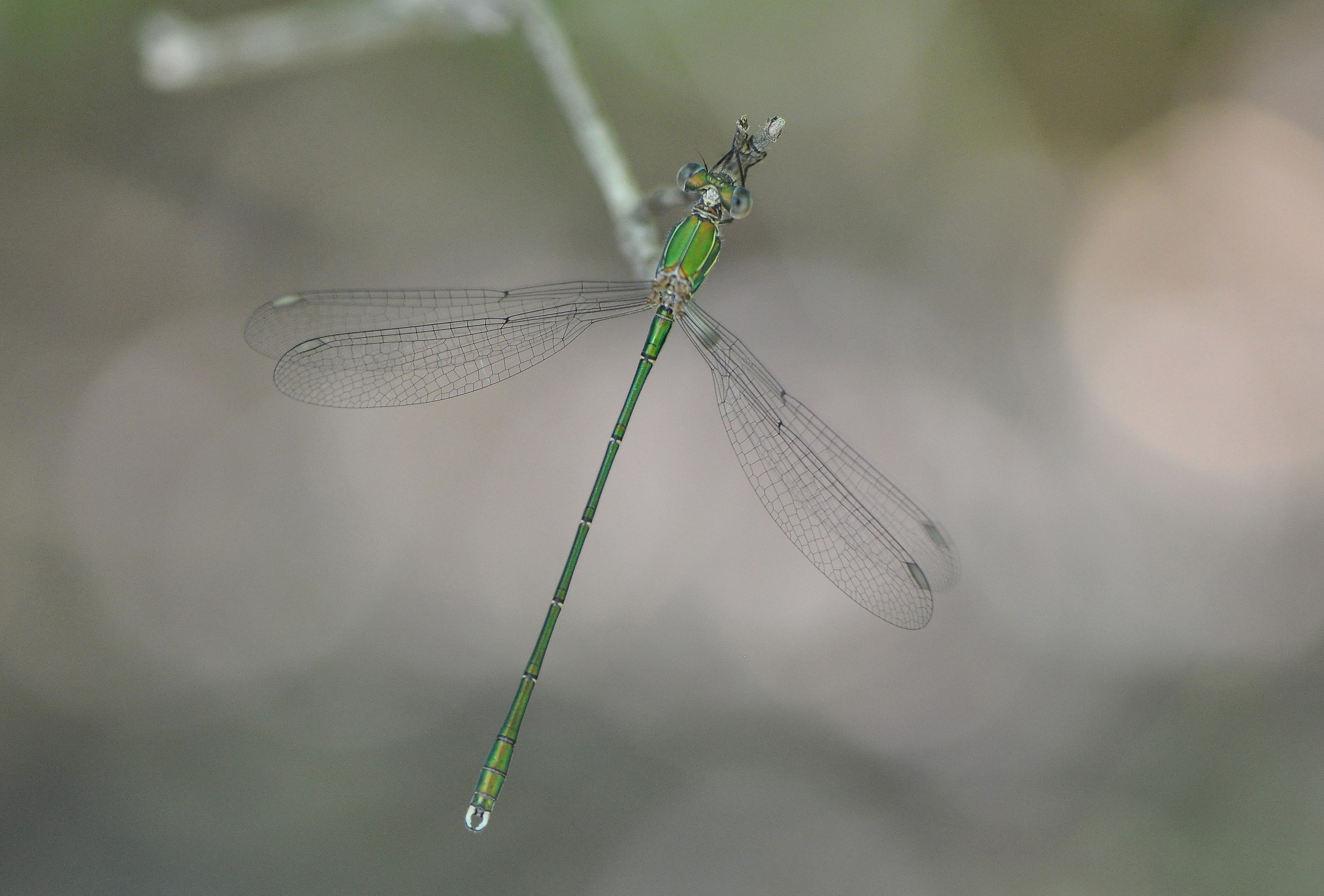 Chalcolestes viridis...