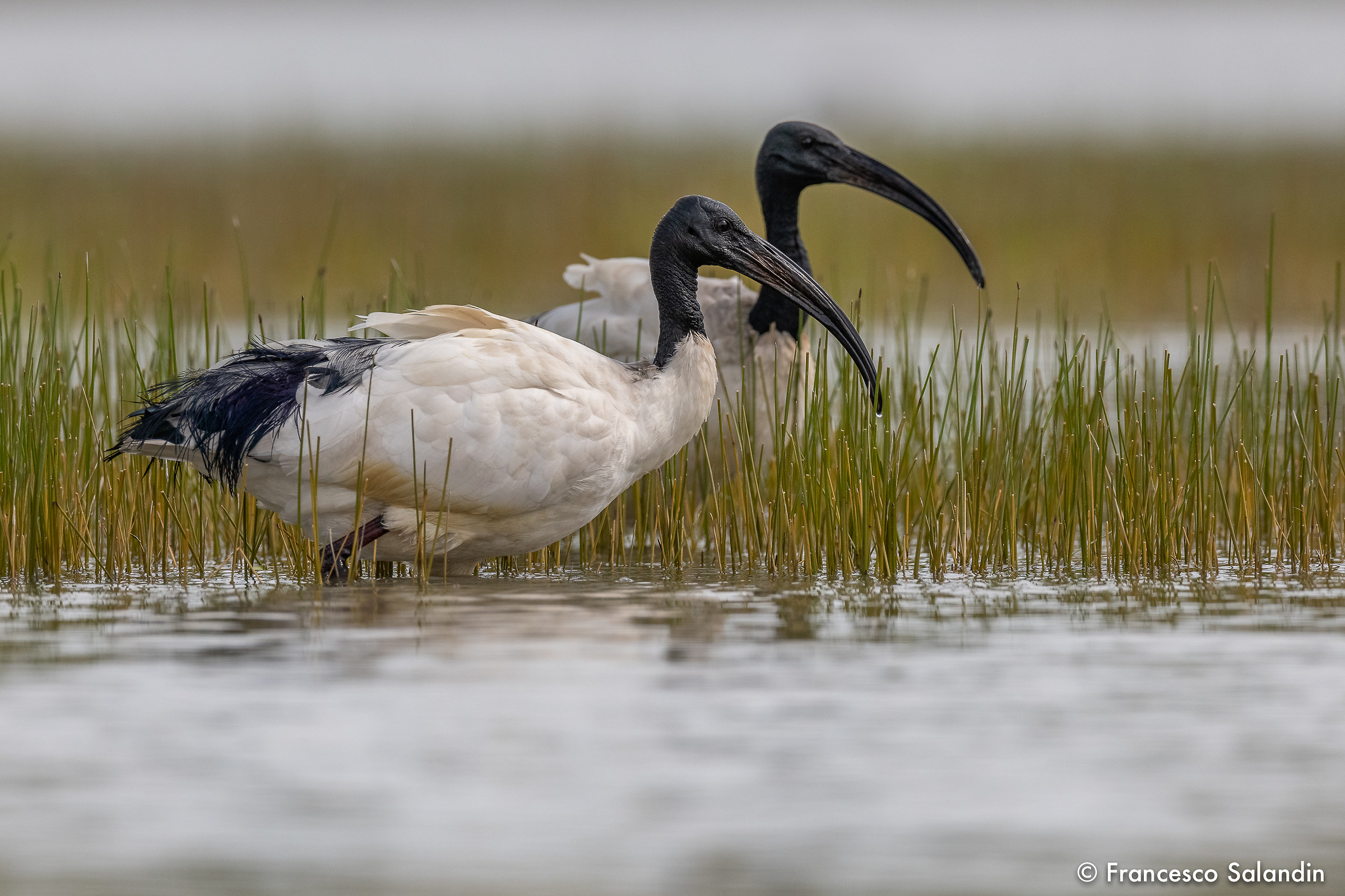 Ibis Sacro (Threskiornis)...