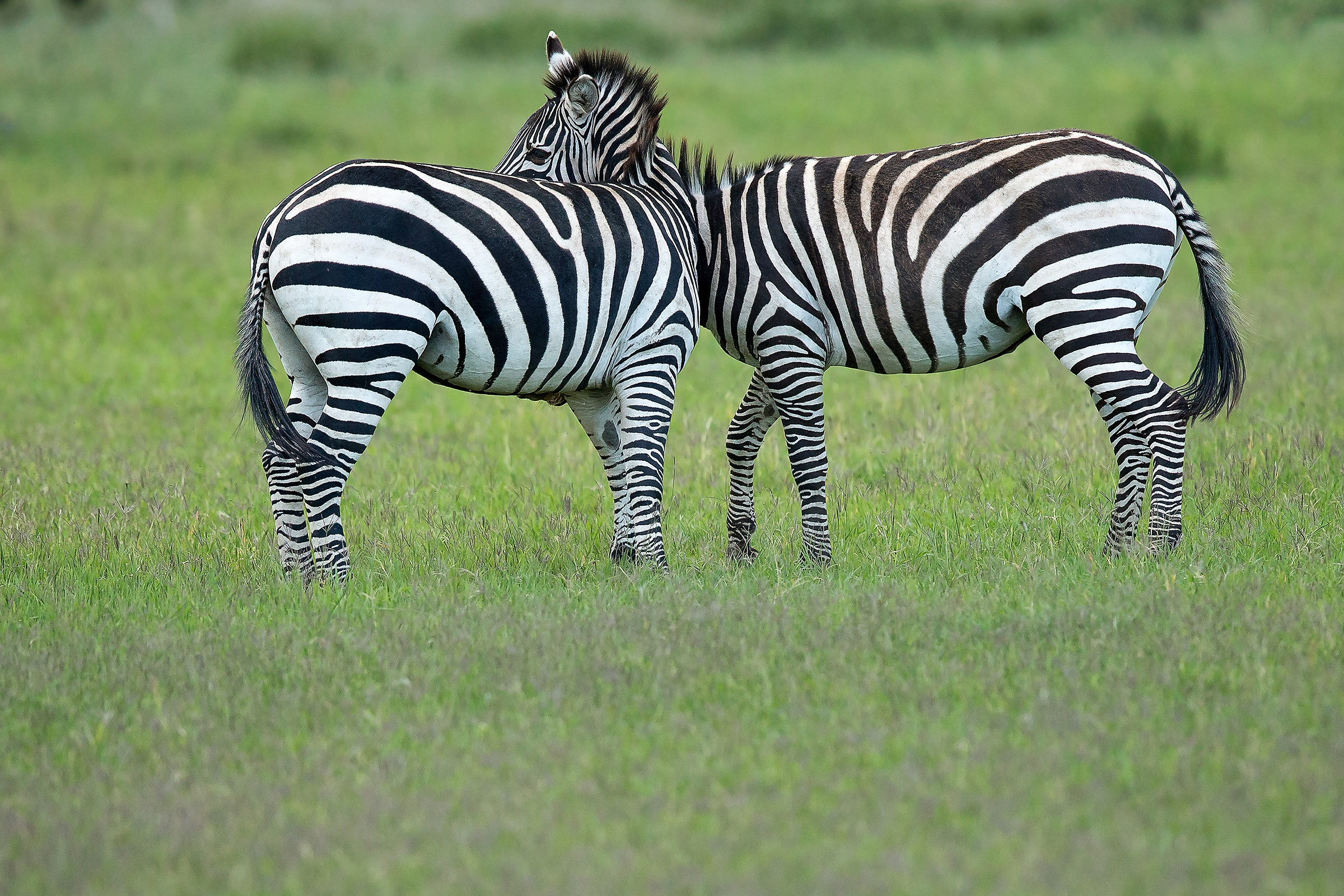 Zebras "Siamese twins"...