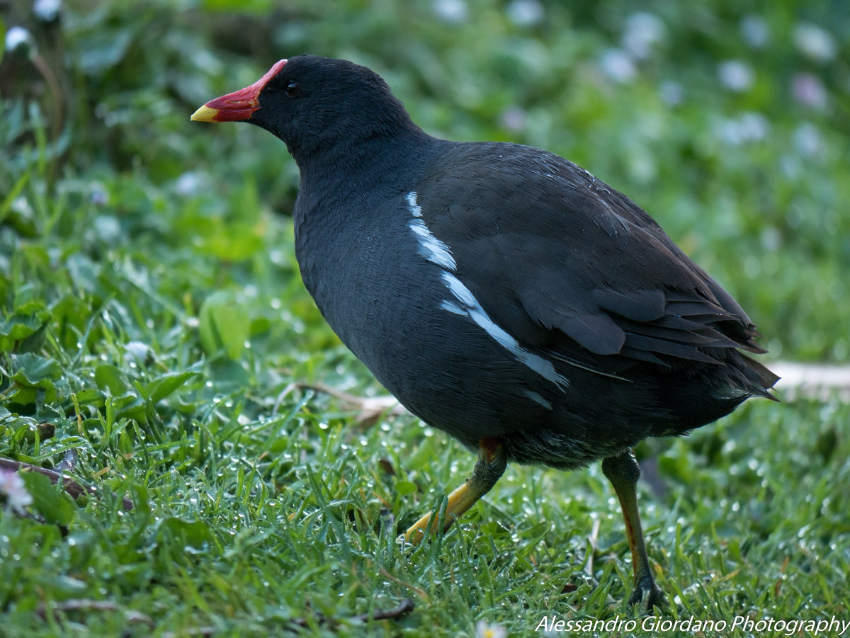 Gallinella...