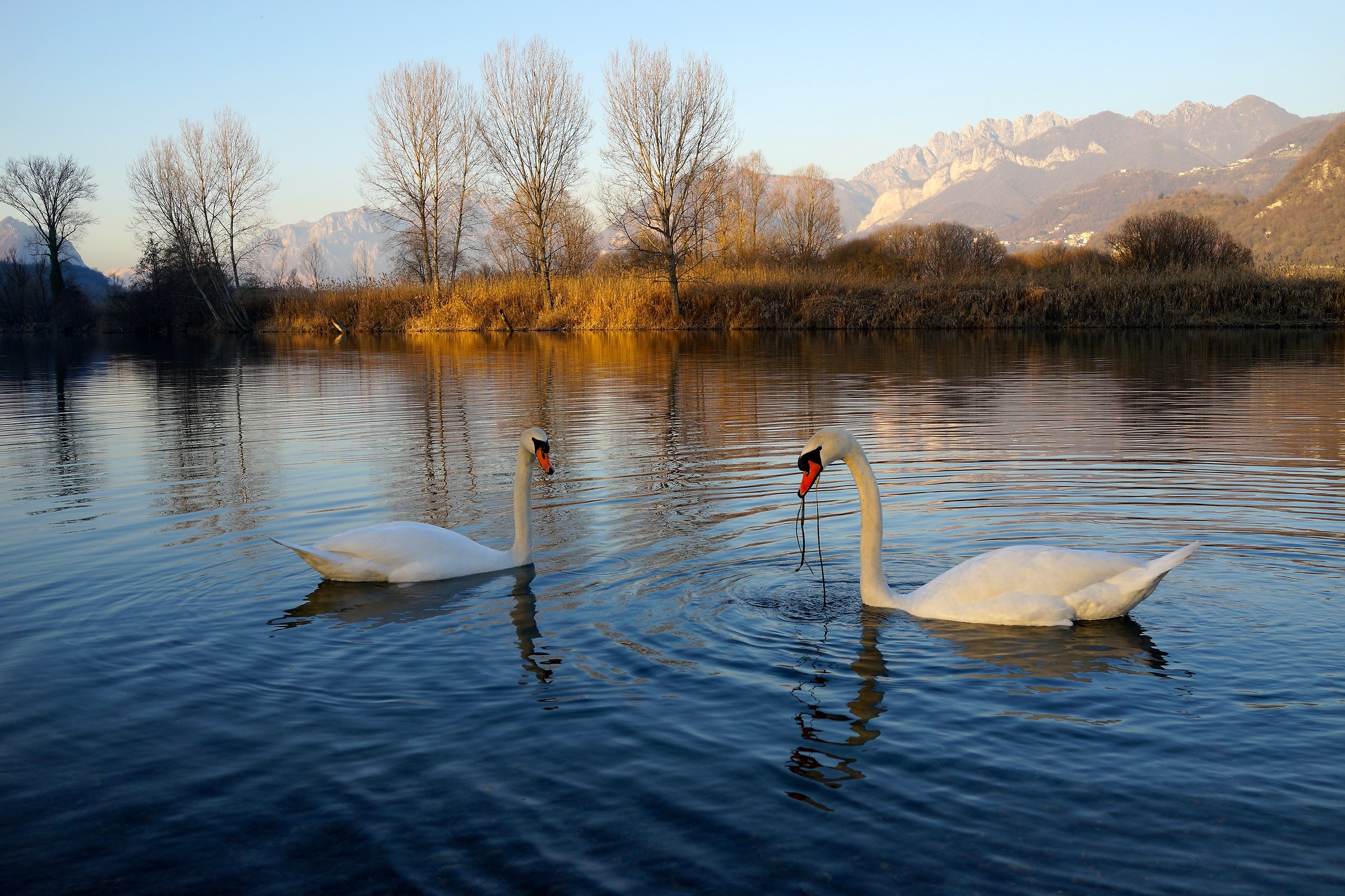 Swans dell'Adda...