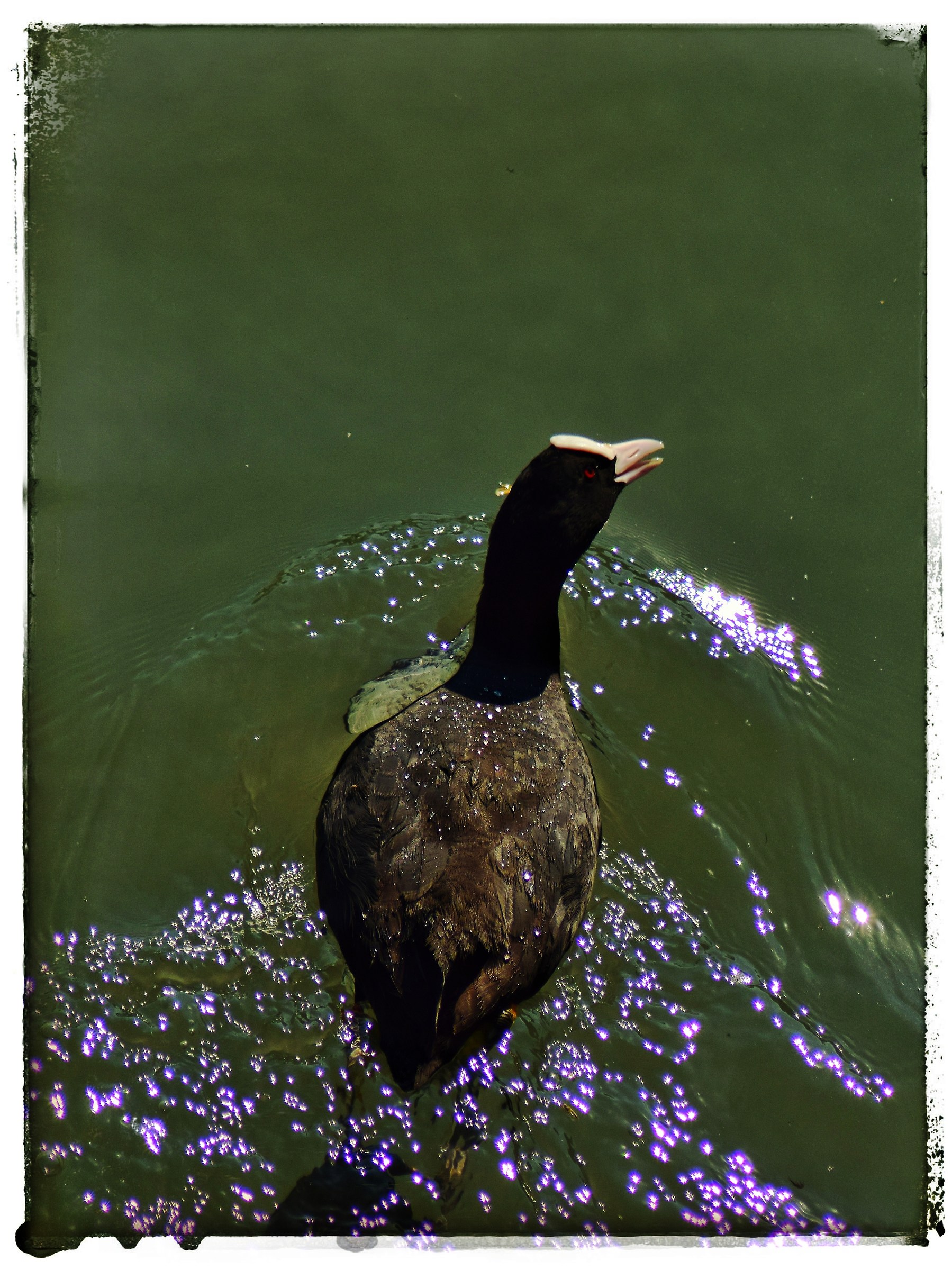 Coot...