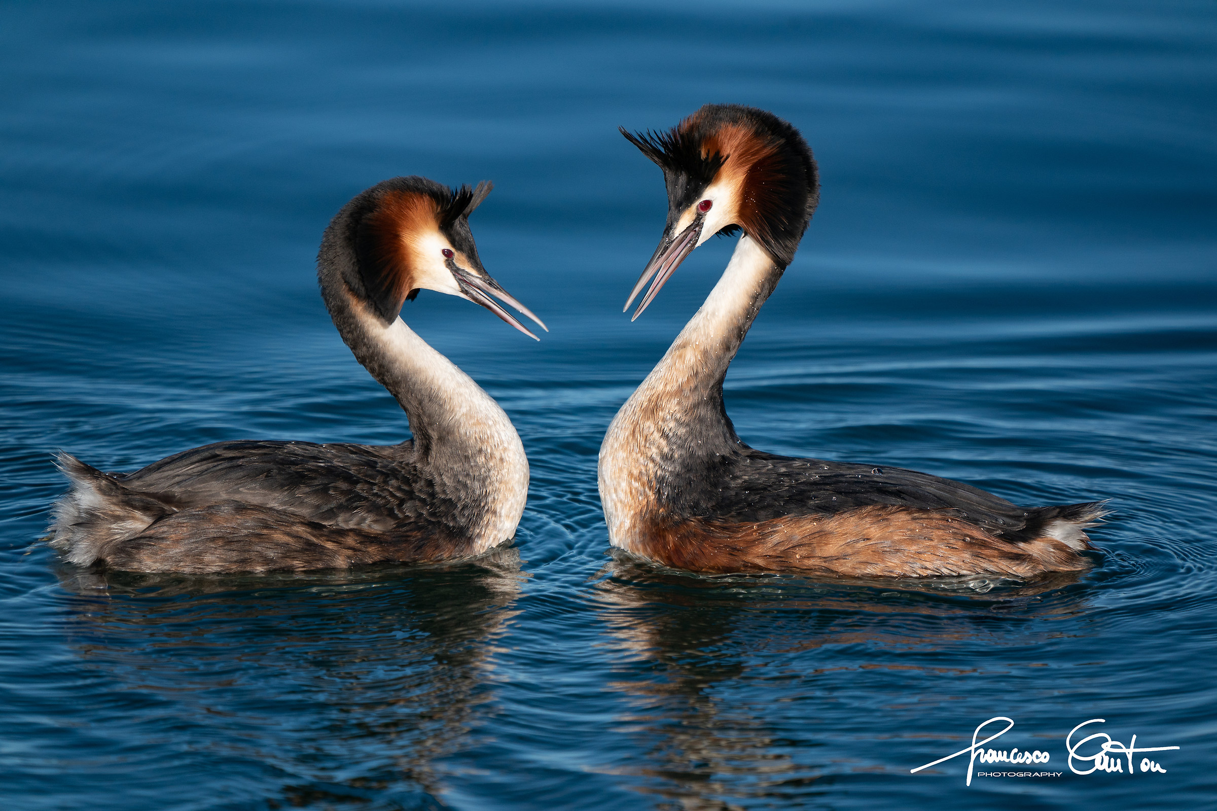 loons, the courtship...