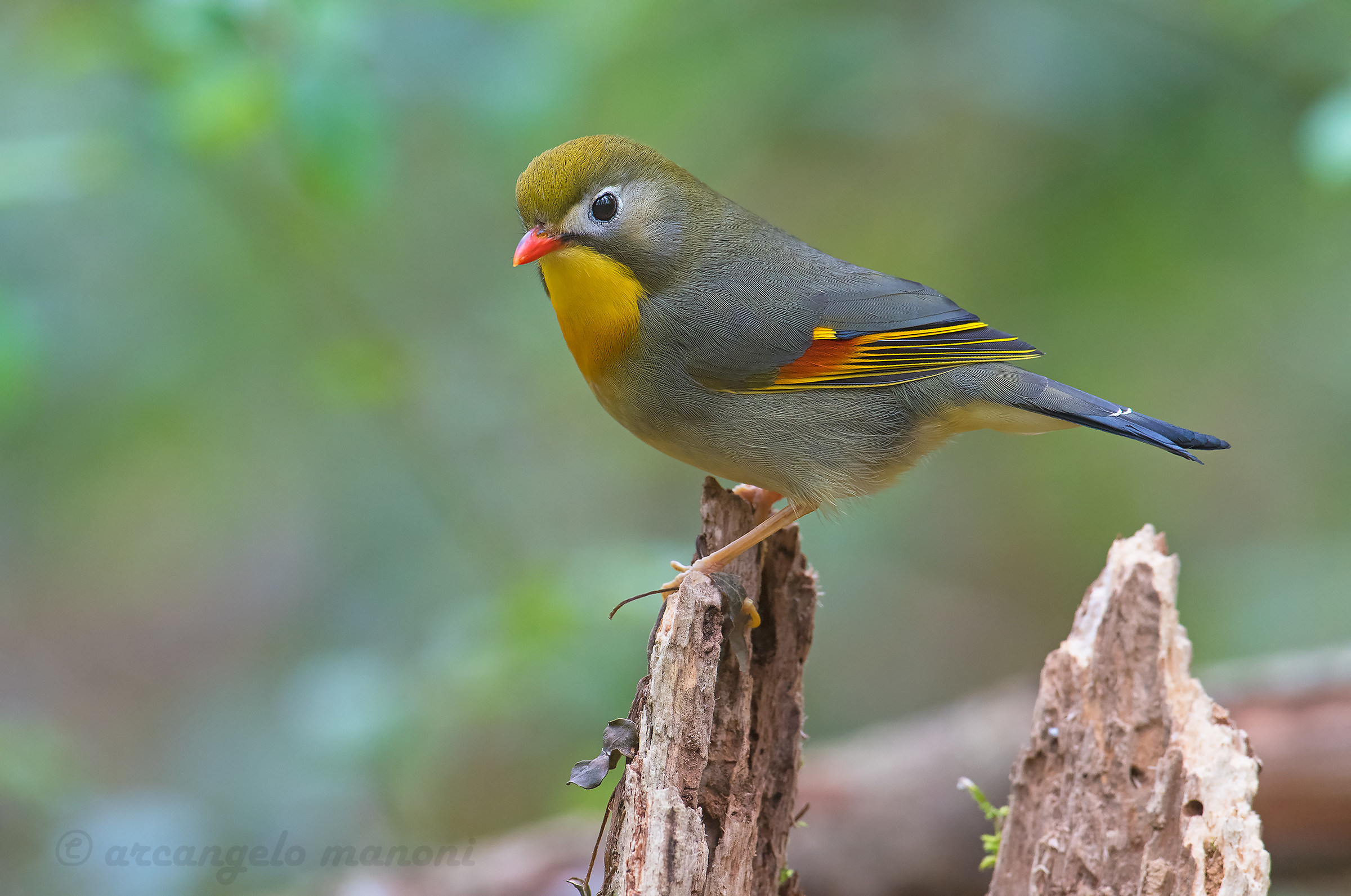 The Nightingale of Japan posing...