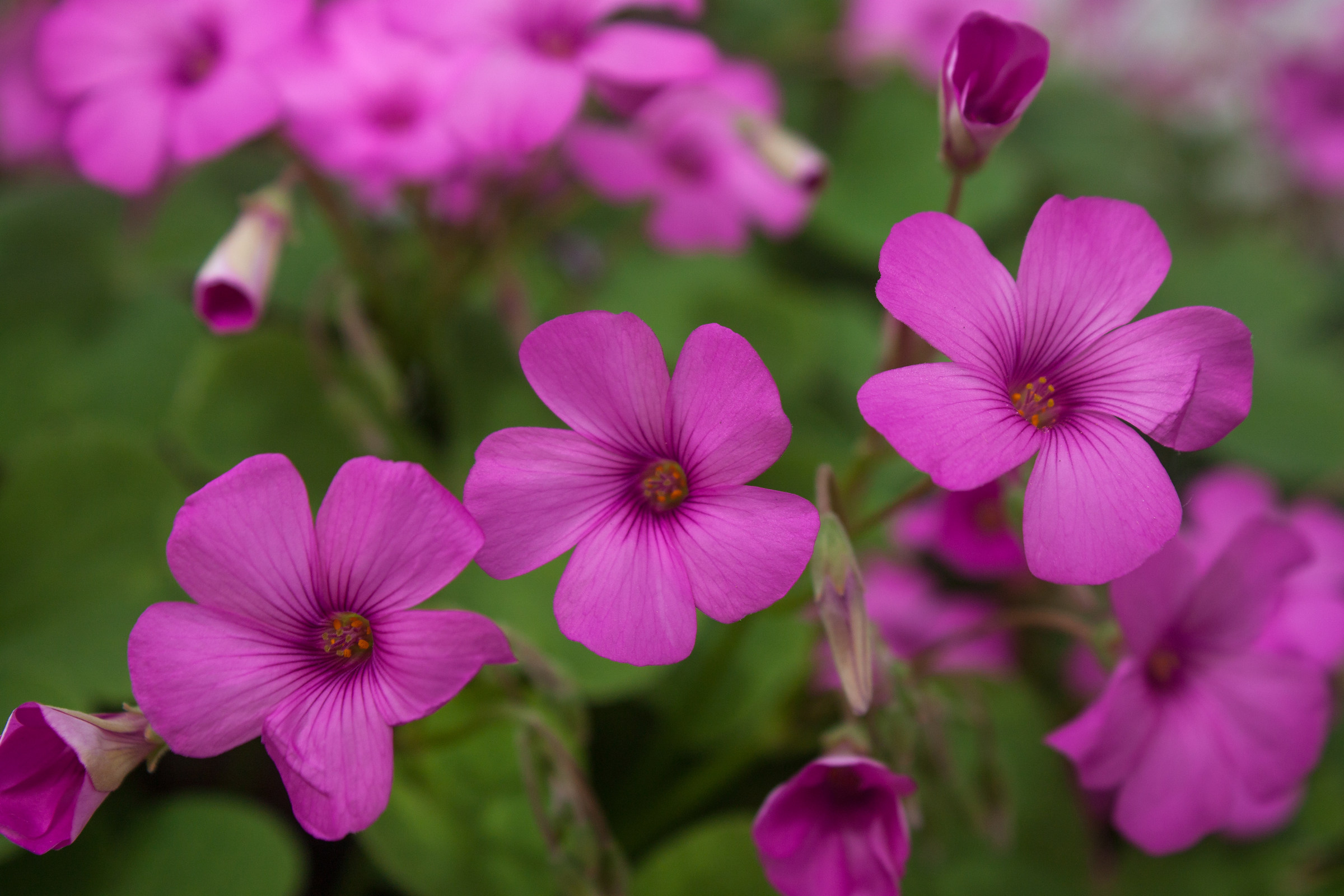 FLOWERS...
