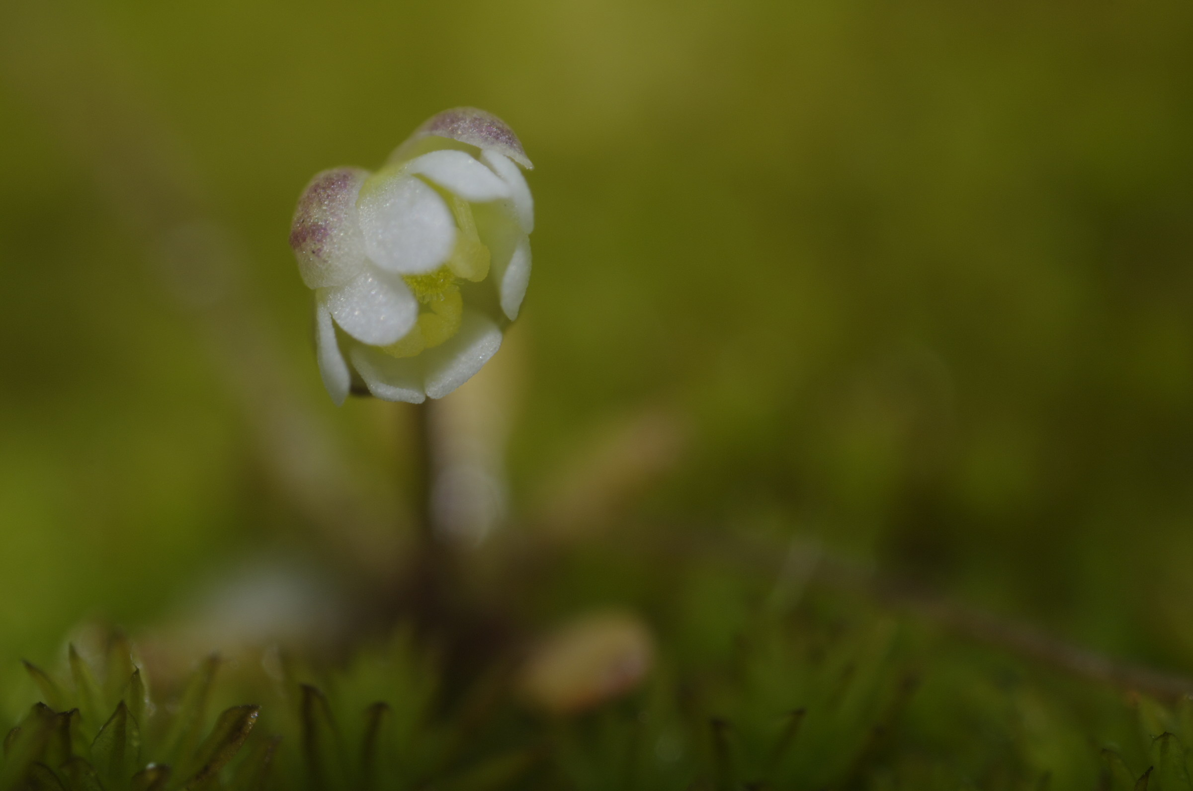 Flower in the MOSS...