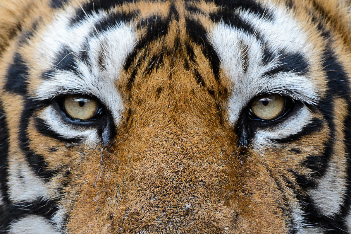 Eyes...