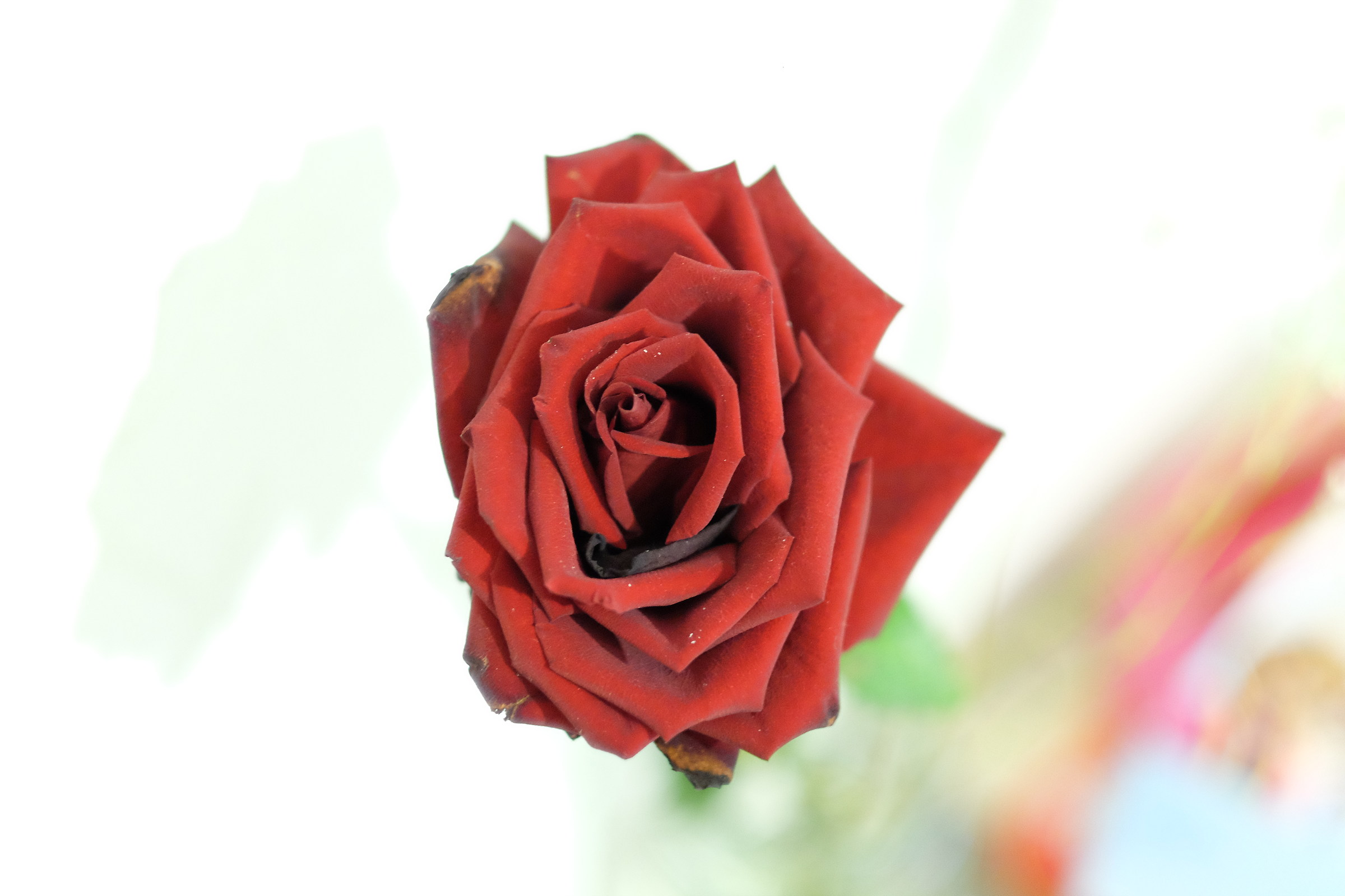 scent of love...