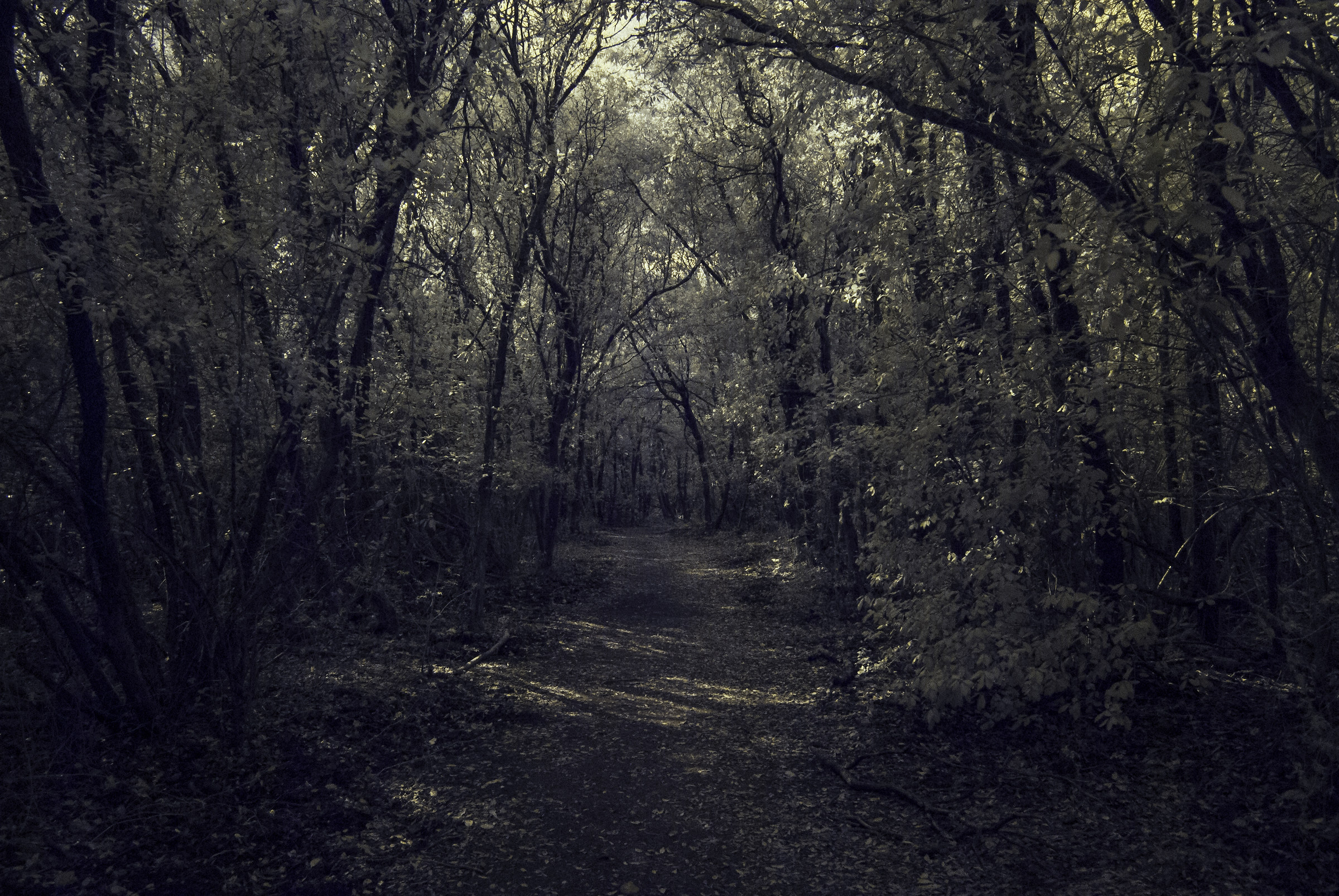 The Enchanted Forest-Infrared...