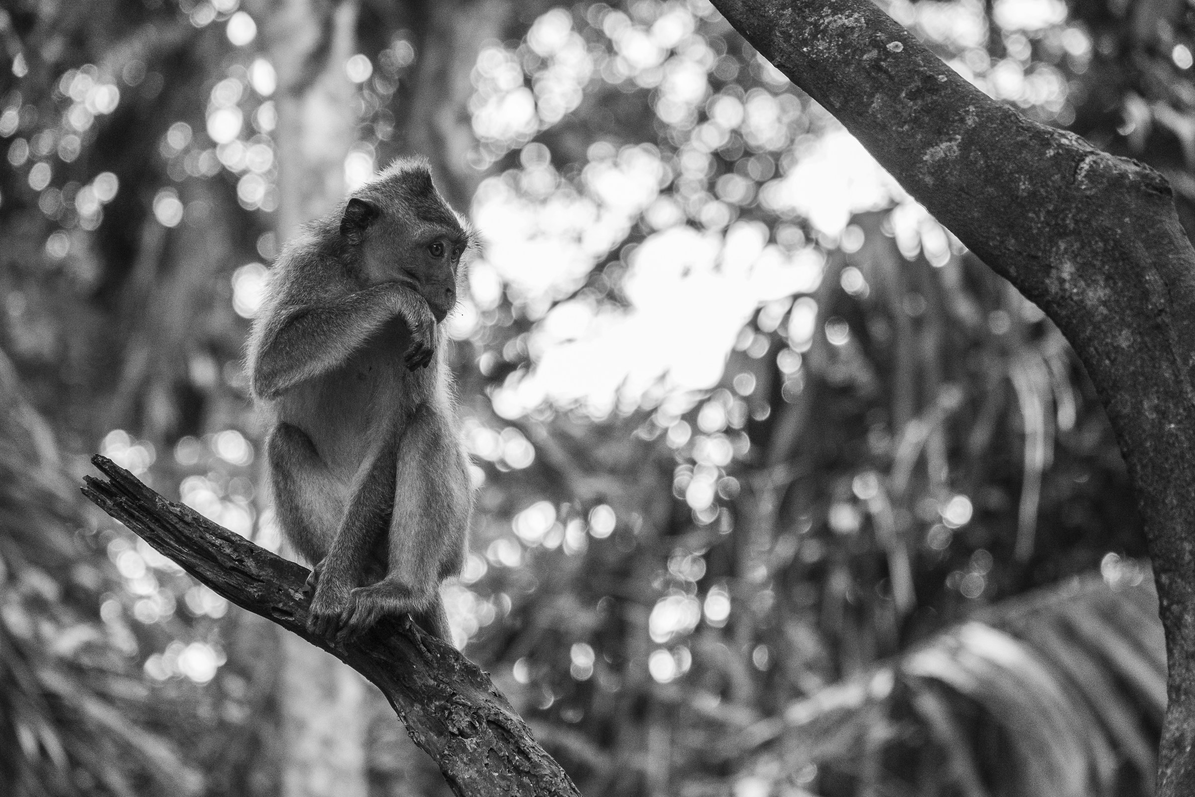 Monkey forest-Ubud...