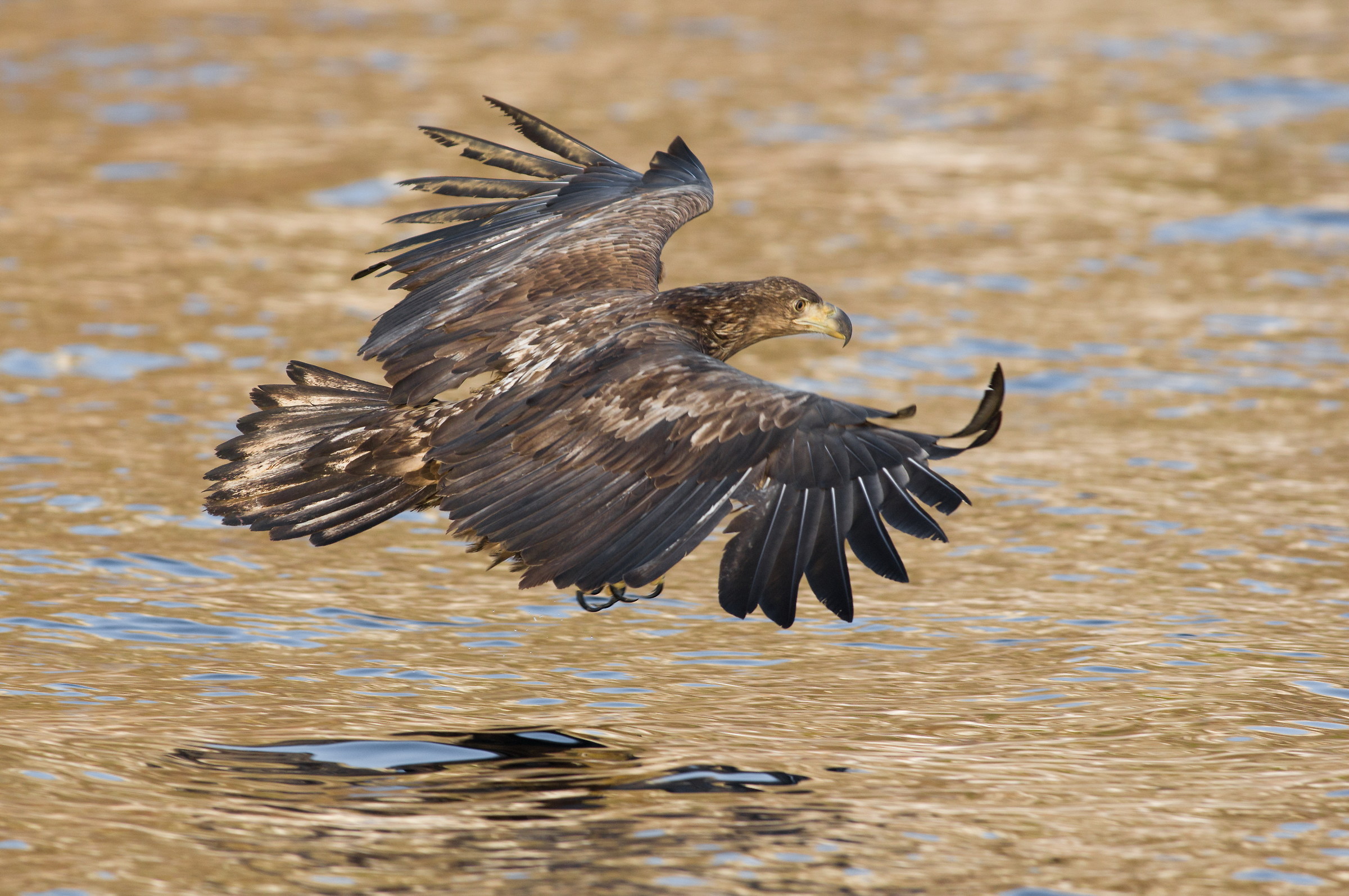 A volo radente...