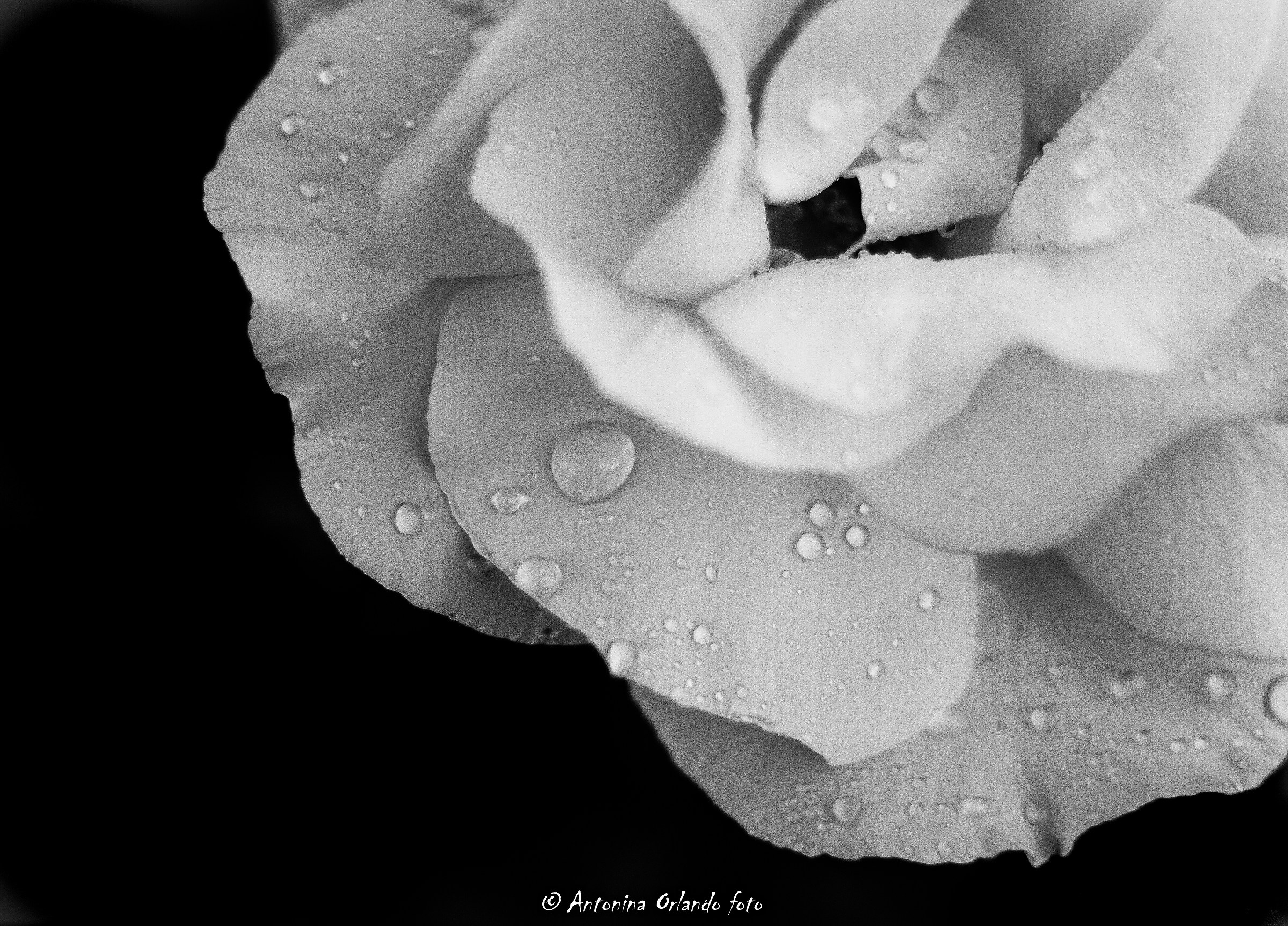 White rose ...