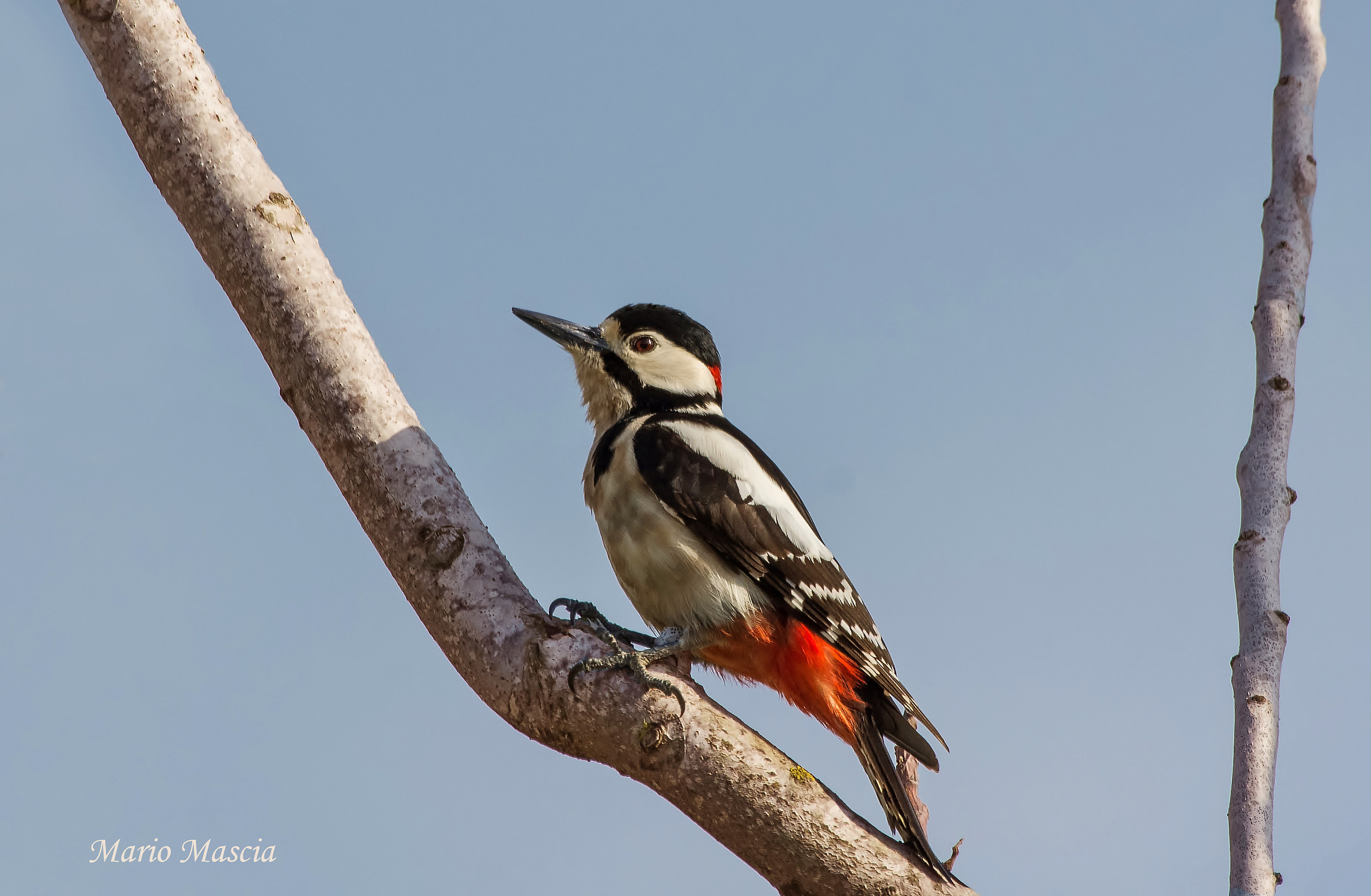 Great spotted Woodpecker...
