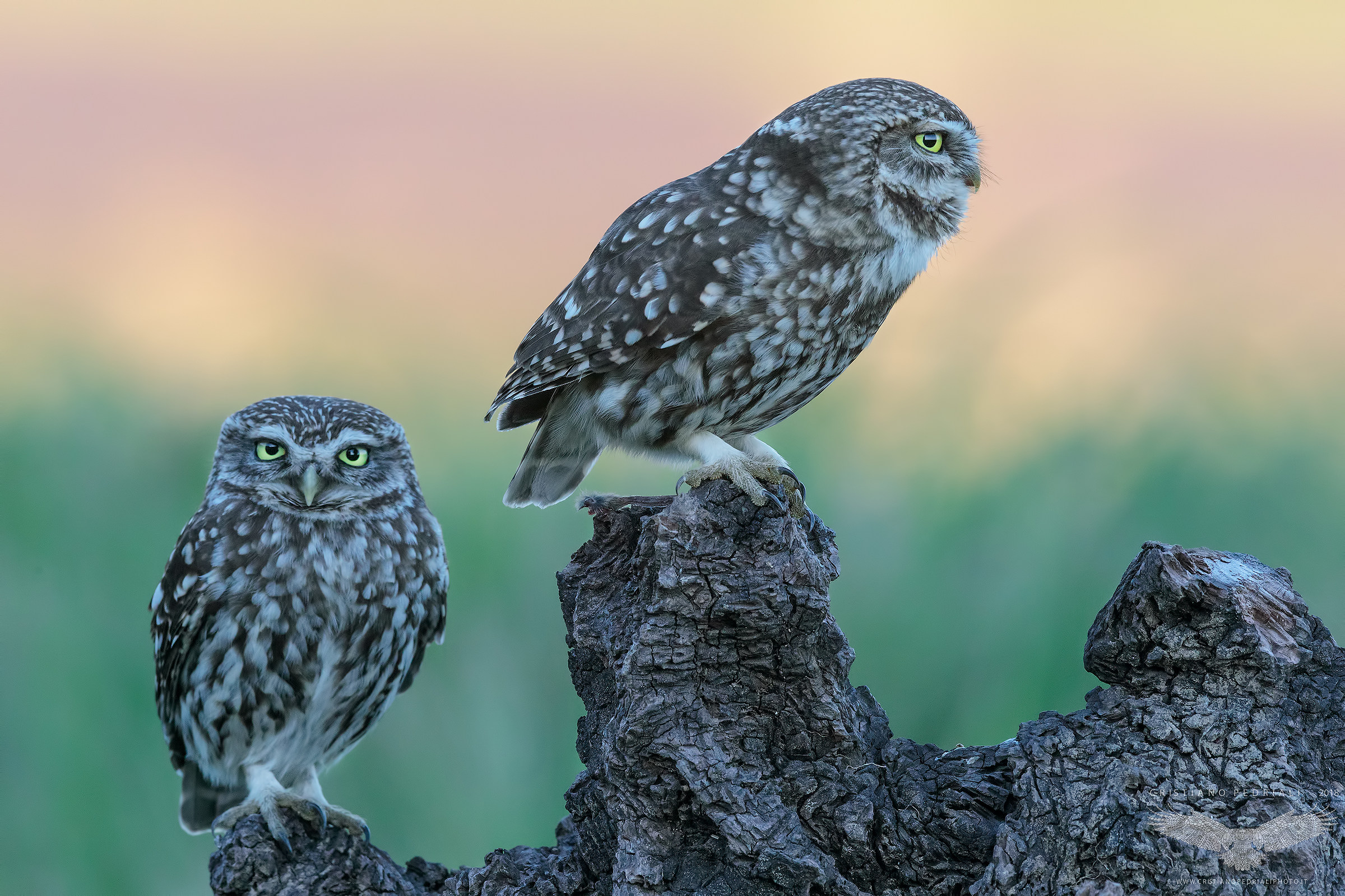 Owls in pairs ... ...