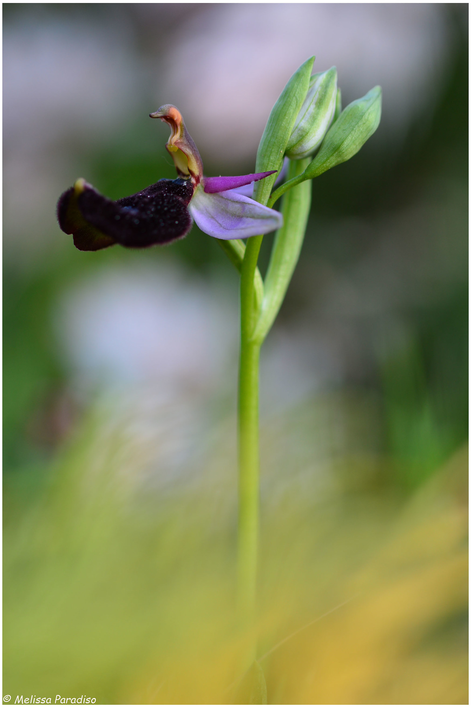 orchis bertolonii...
