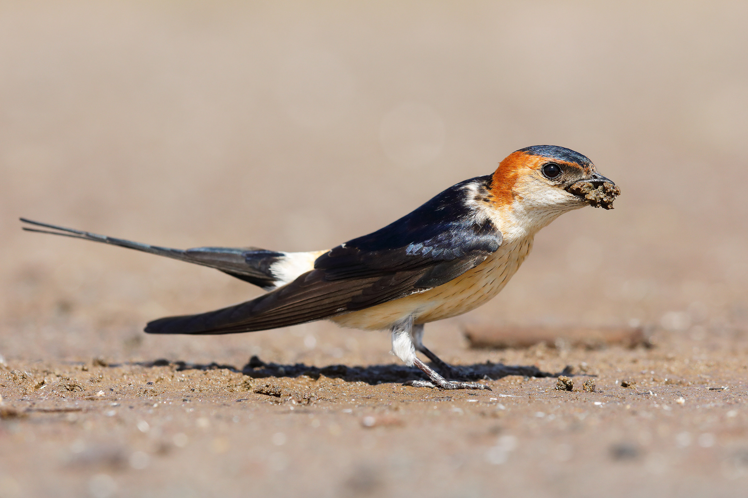 Red-rumped swallow...